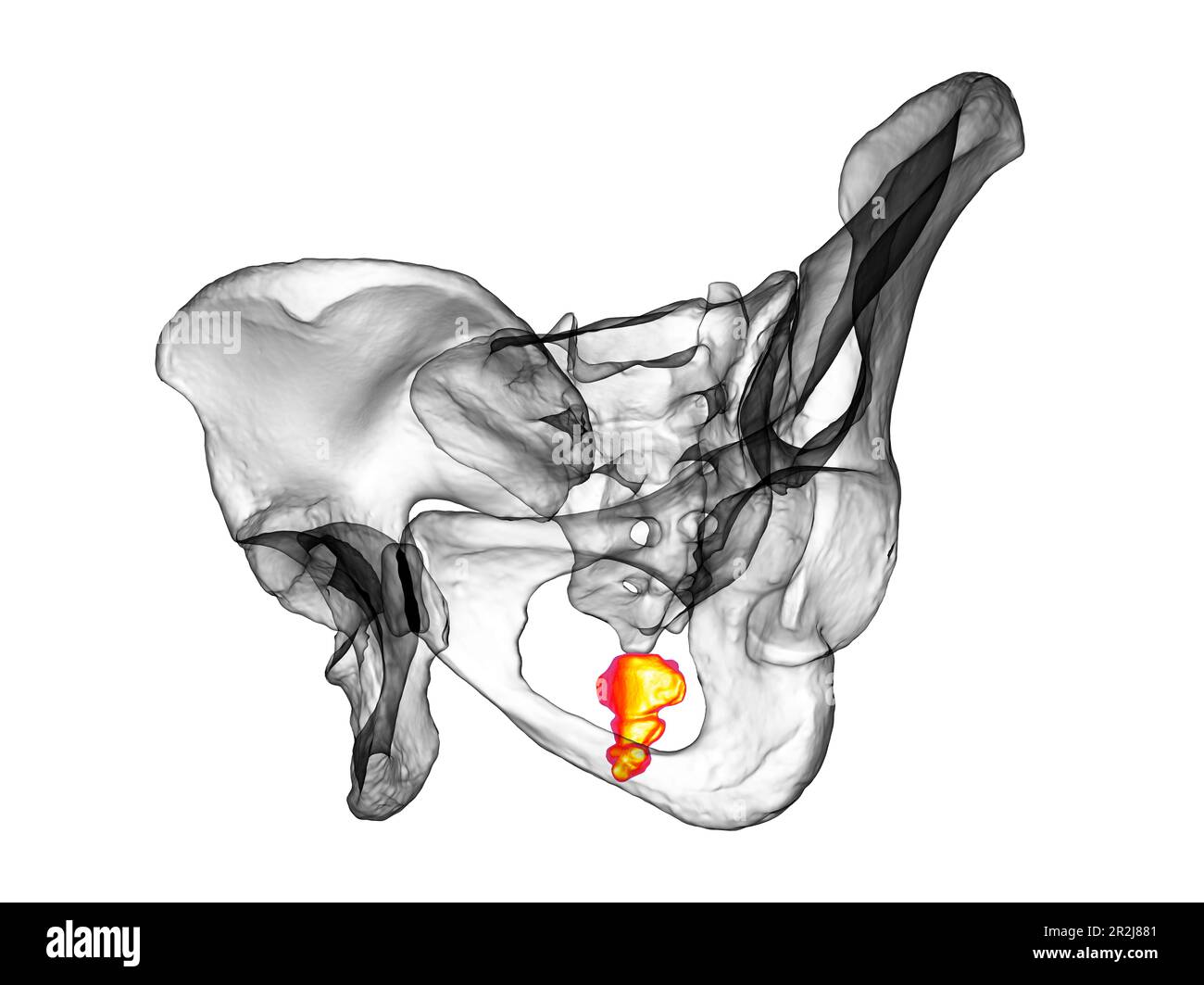 Anatomie de l'os de coccyx, illustration Banque D'Images