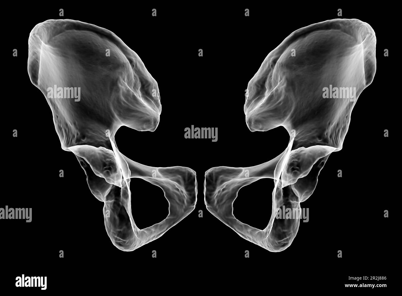 Anatomie des os coxaux, illustration Banque D'Images