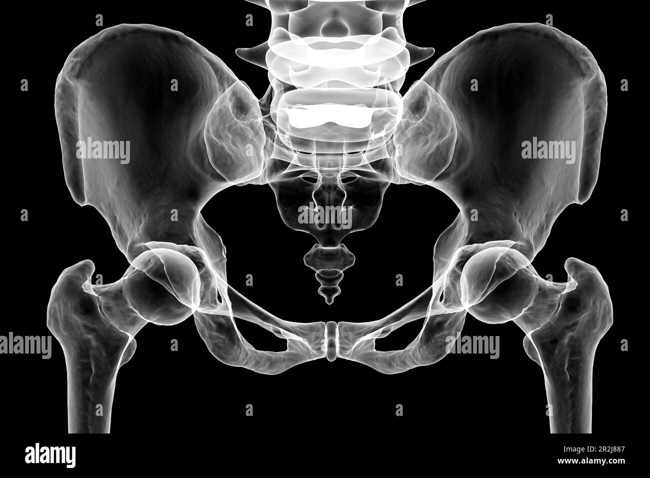 Anatomie des os du bassin, illustration Banque D'Images