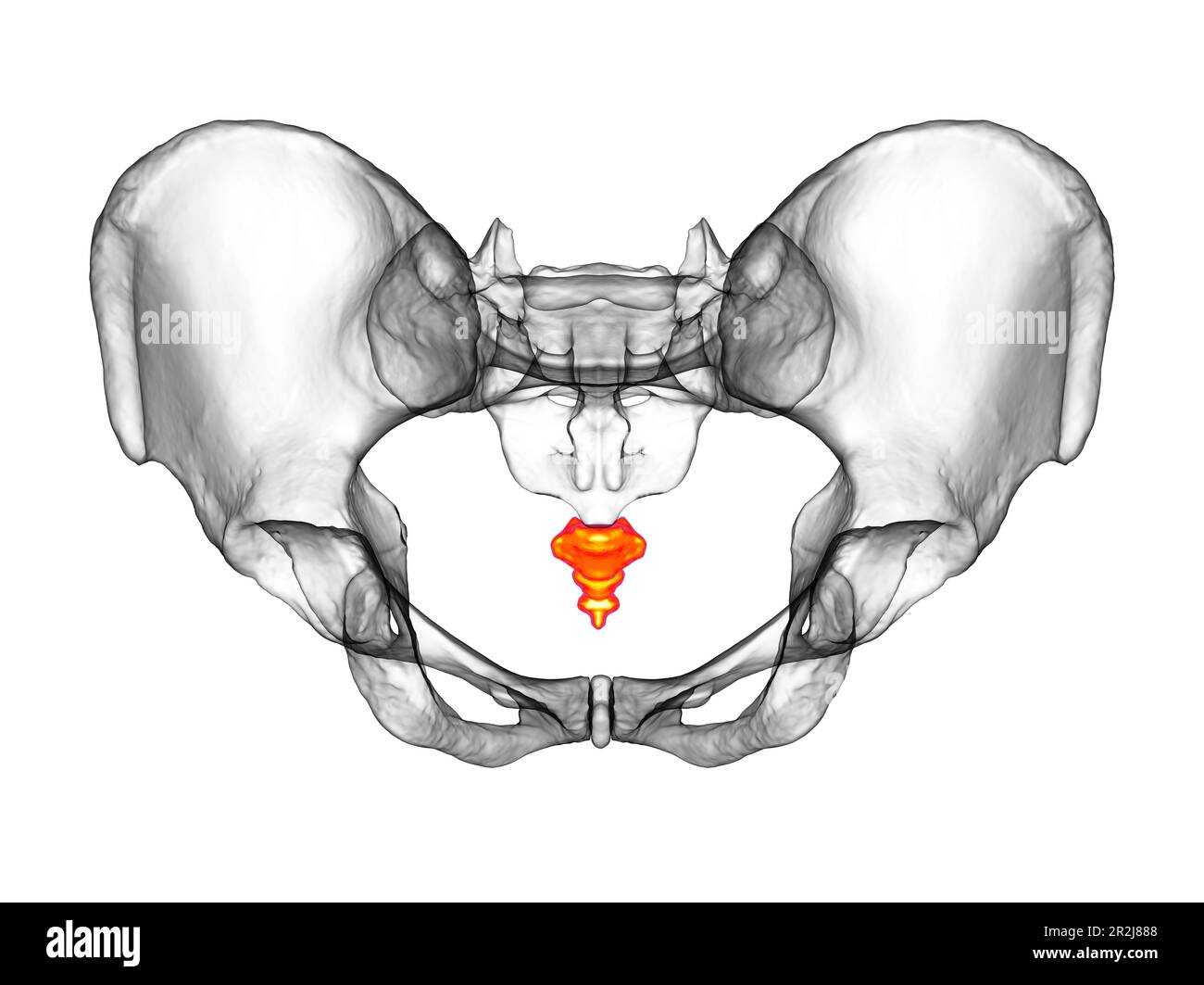 Anatomie de l'os de coccyx, illustration Banque D'Images