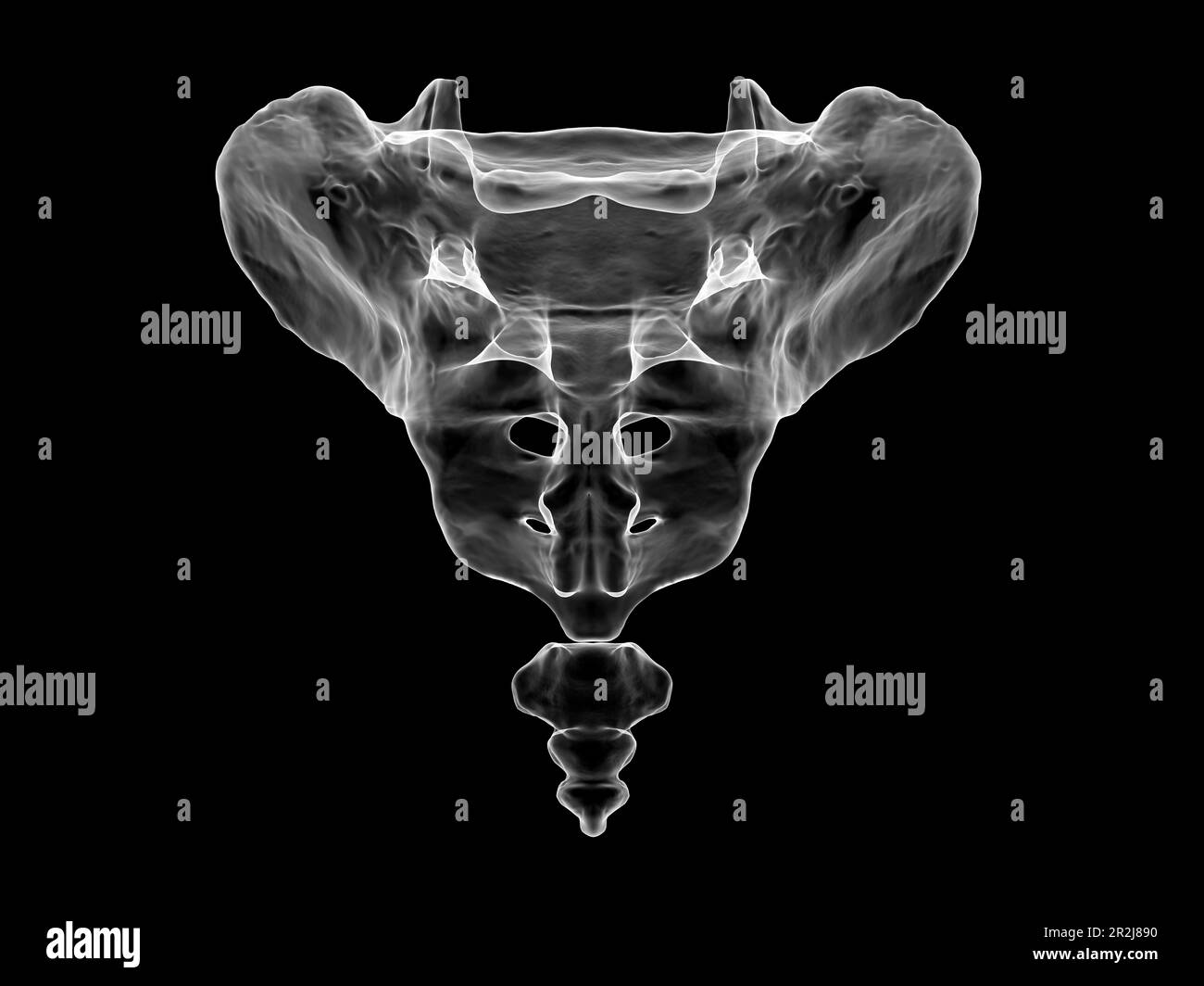 Anatomie du sacrum et du coccyx, illustration Banque D'Images