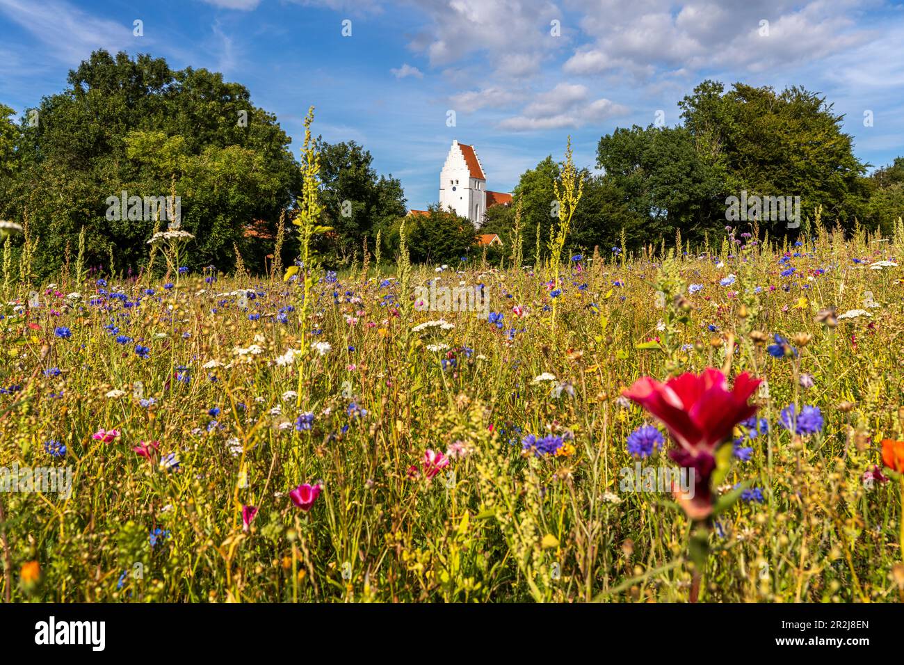 Prairie fleurie colorée en face de l'église d'Elmelunde, île de mon, Danemark, Europe Banque D'Images