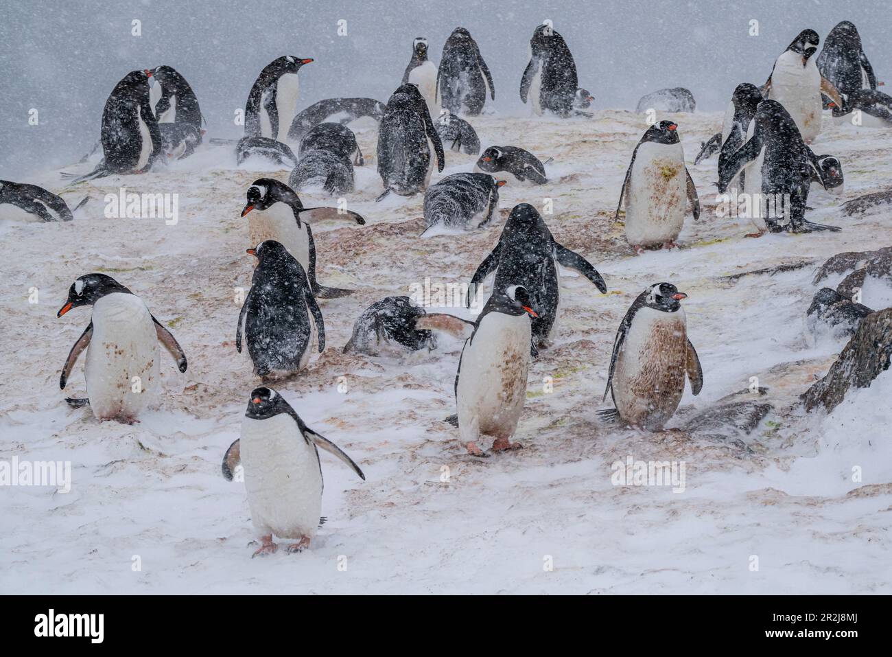 Colonie de pingouins de Gentoo (Pygoscelis papouasie), Mikkelsen, Île Trinity, Antarctique, régions polaires Banque D'Images
