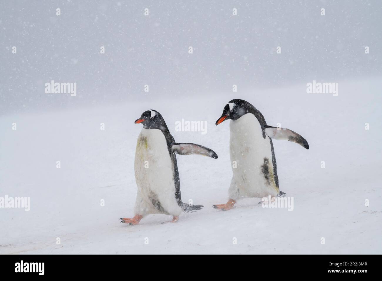 Penguins Gentoo (Pygoscelis papouasie), Mikkelsen, Île Trinity, Antarctique, régions polaires Banque D'Images