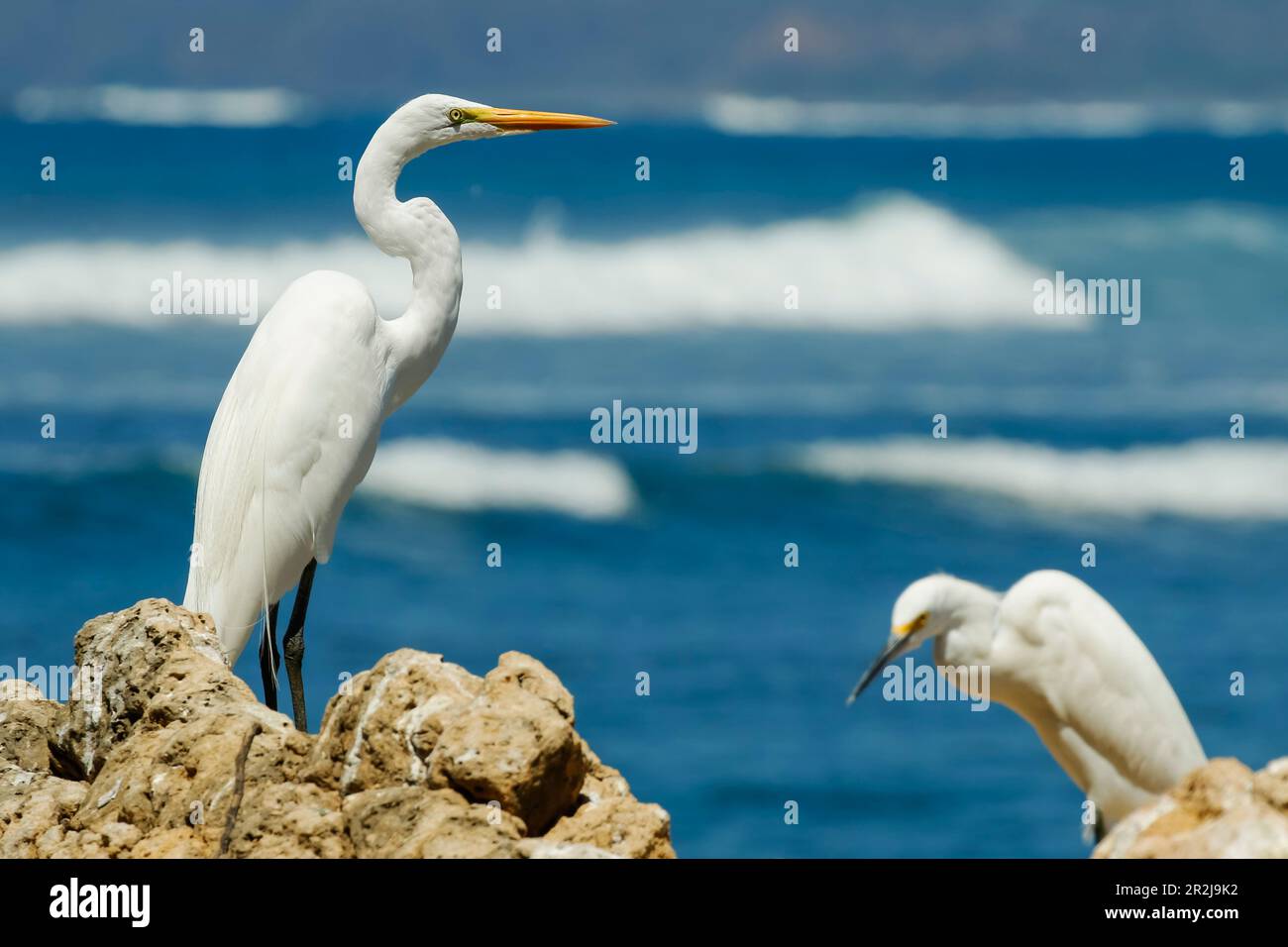 Grand Egret (Ardea alba) à gauche et petit Egretta garzetta à la plage de Nosara et à l'embouchure de la rivière, Nosara, Guanacaste, Costa Rica, Amérique centrale Banque D'Images