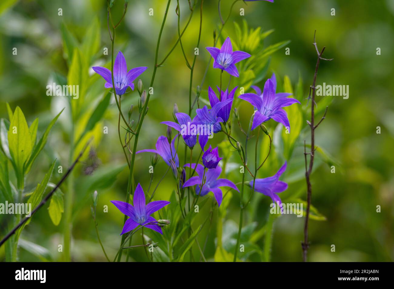 bellflower à feuilles rondes (Campanula rotundifolia), zone Natura 2000 Salzachauen, Salzbourg, Autriche Banque D'Images