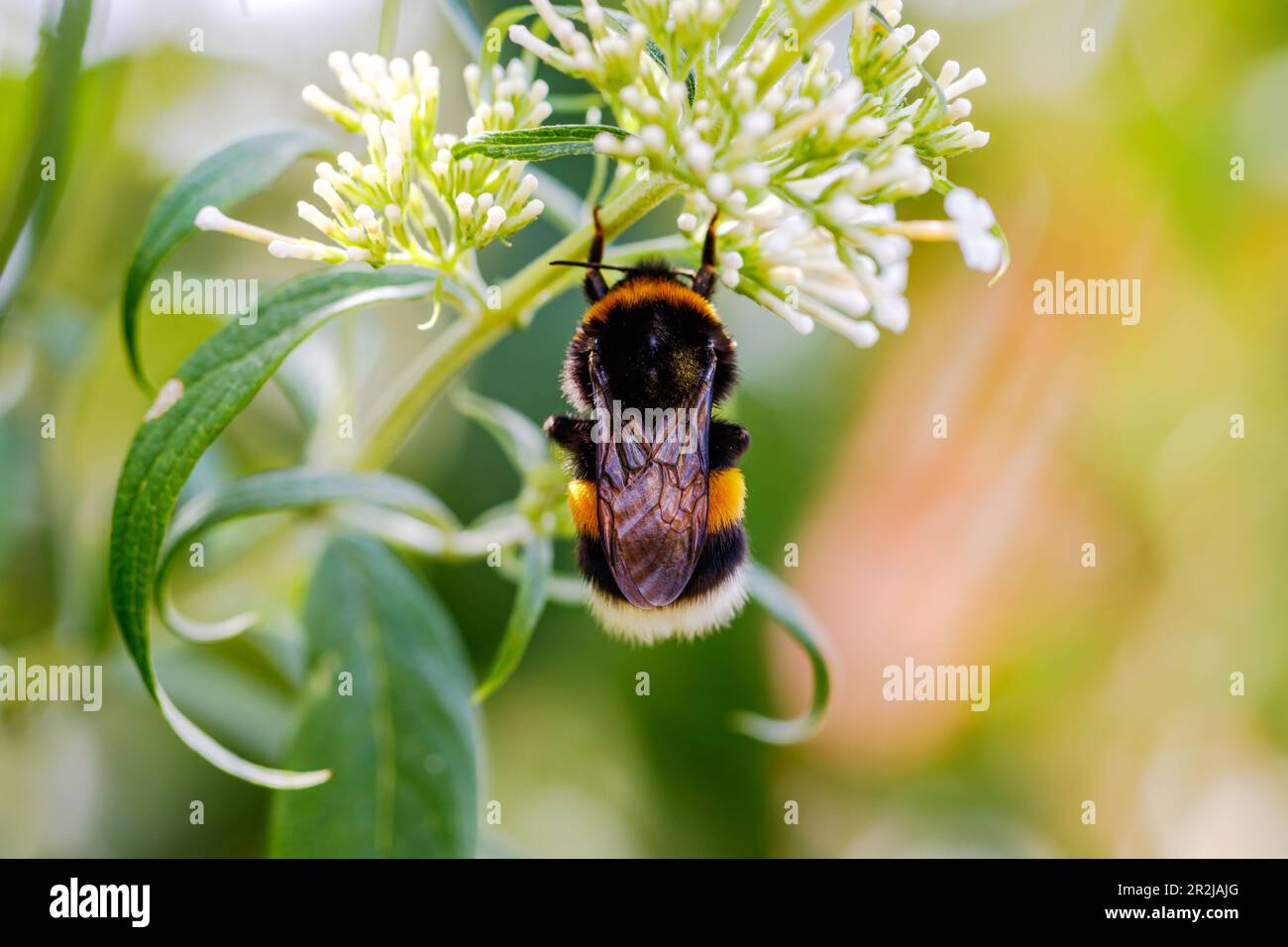Gros plan d'un bourdon sur une fleur blanche d'en haut, Allemagne Banque D'Images