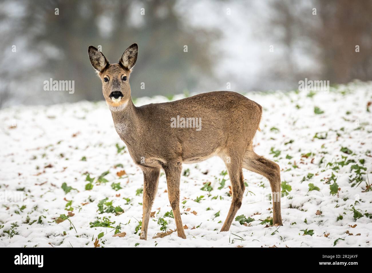 Cerf de Virginie en hiver, neige en arrière-plan Banque D'Images