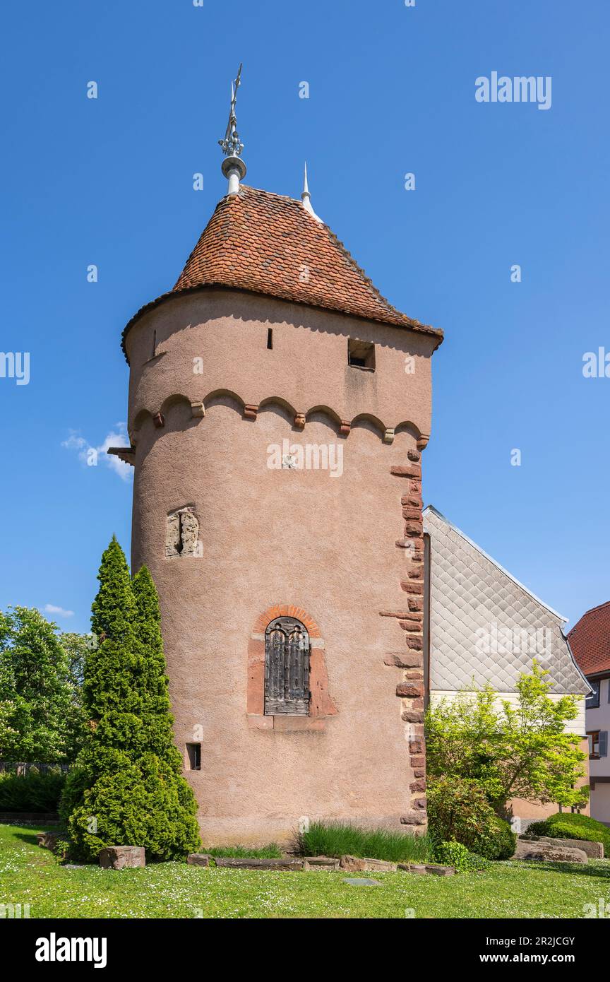 Tour d'enceinte à Obernai, Oberehnheim Bas-Rhin, route des vins d'Alsace, Elsässer Weinstraße, Grand est, Frankreich Banque D'Images