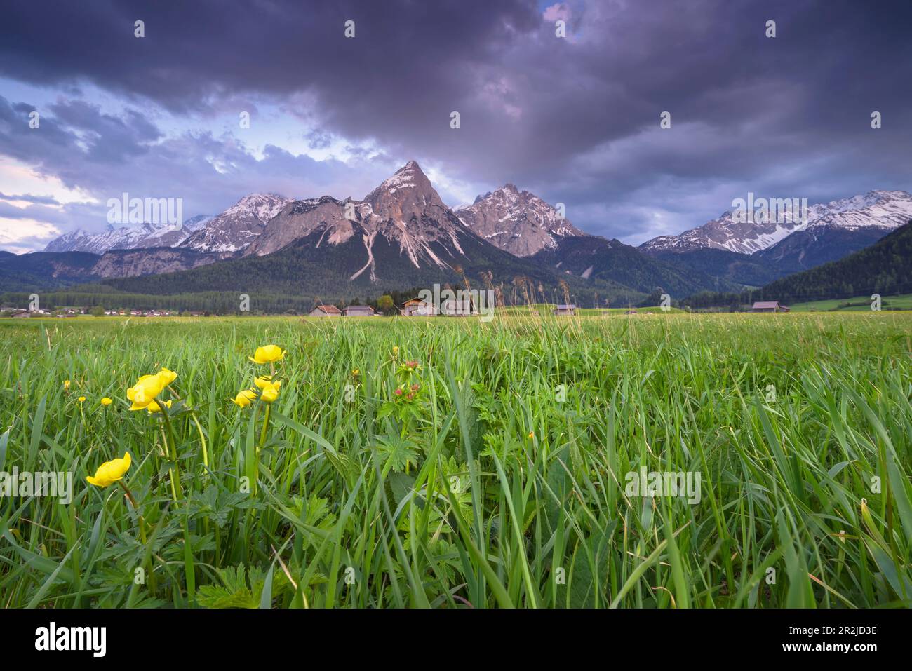 Vue sur une prairie alpine avec des fleurs de globe en direction de l'Ehrwalder Sonnenspitze. Banque D'Images