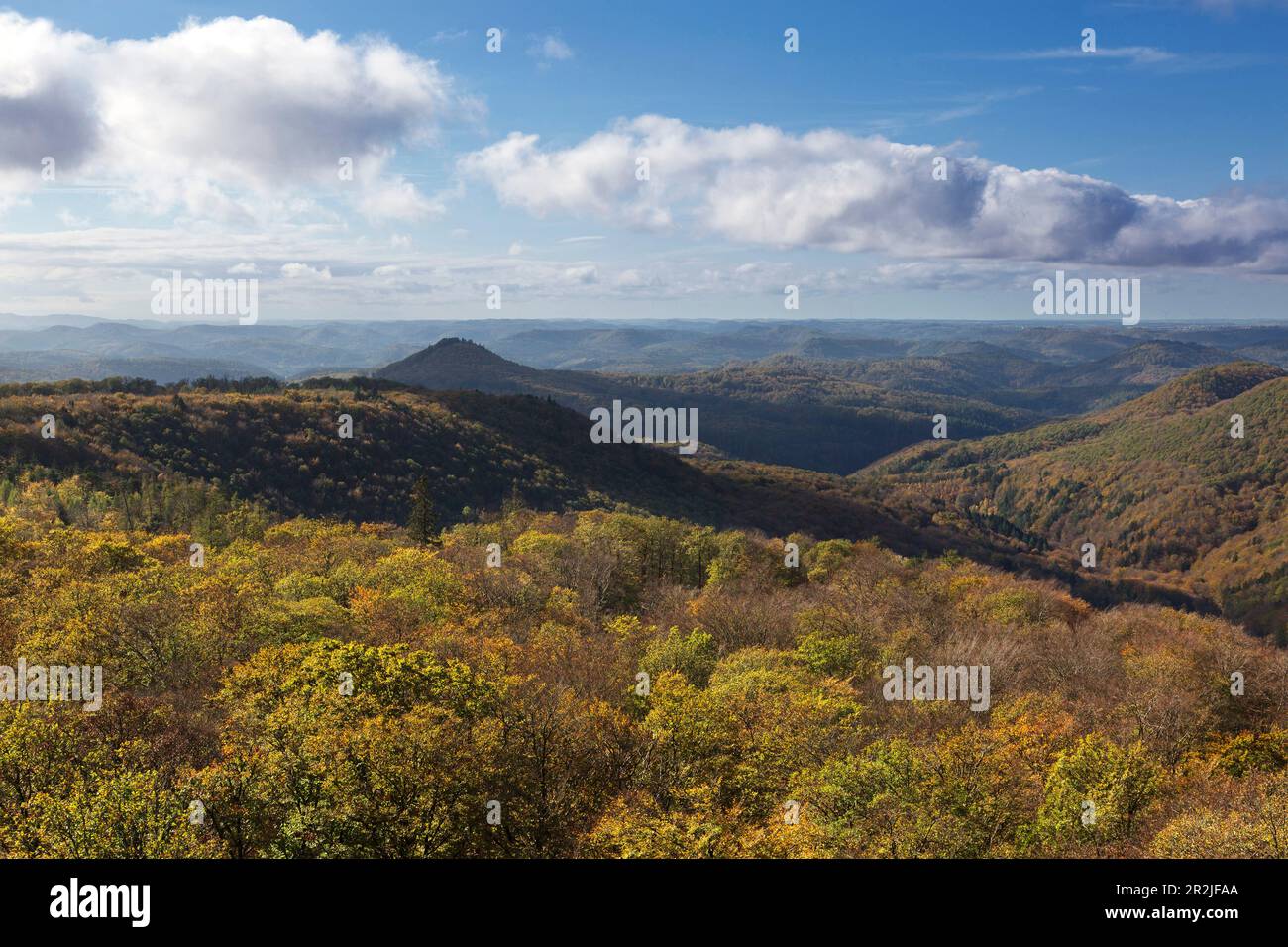Forêt d'automne, Forêt du Palatinat, Palatinat, Rhénanie-Palatinat, Allemagne Banque D'Images