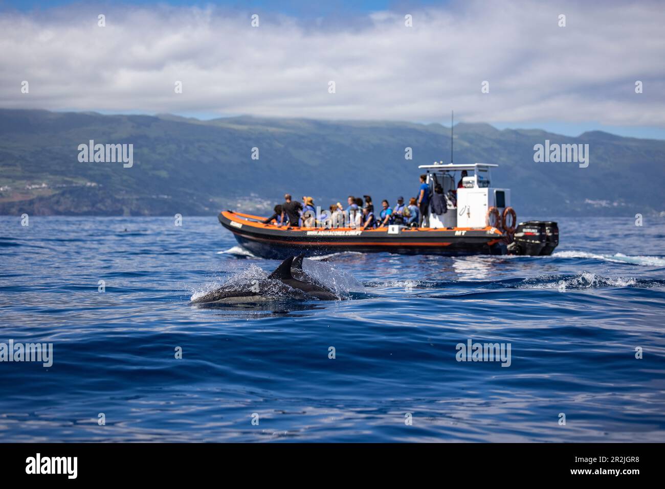 Dauphins communs (Delphinus delphis) et bateau d'observation des baleines, Lajes do Pico, île de Pico, Açores, Portugal, Europe Banque D'Images