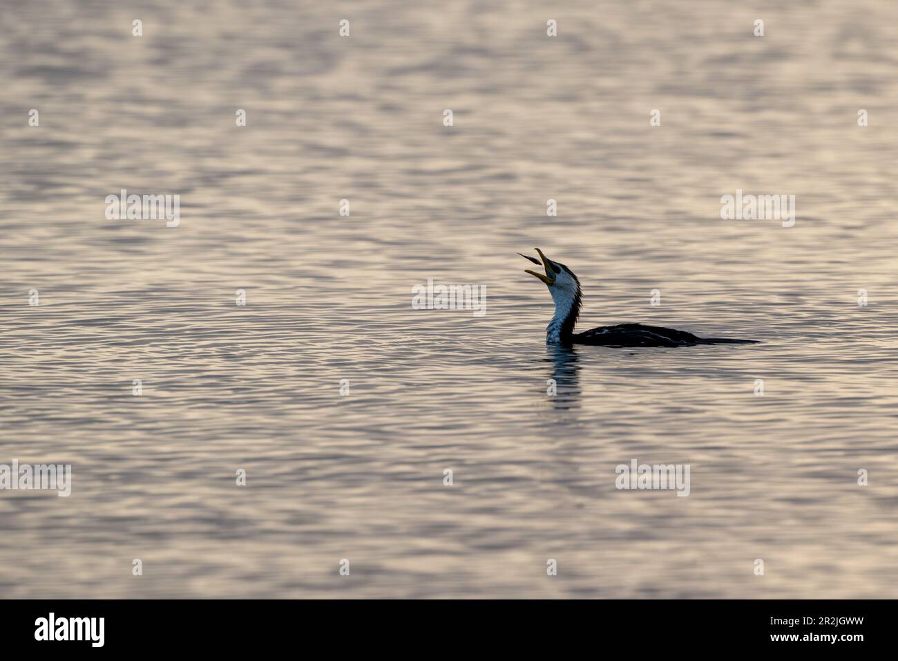 Australian Pied Cormorant nageant en eau libre à Rabi Bay, Cleveland dans le Queensland, Australie lutte avec un petit poisson dans son bec. Banque D'Images