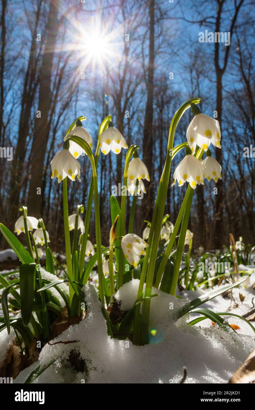 Flocon de neige de mars, flocon de neige de printemps (Leucojum vernum), printemps dans la forêt décidue, haute-Bavière, Allemagne Banque D'Images