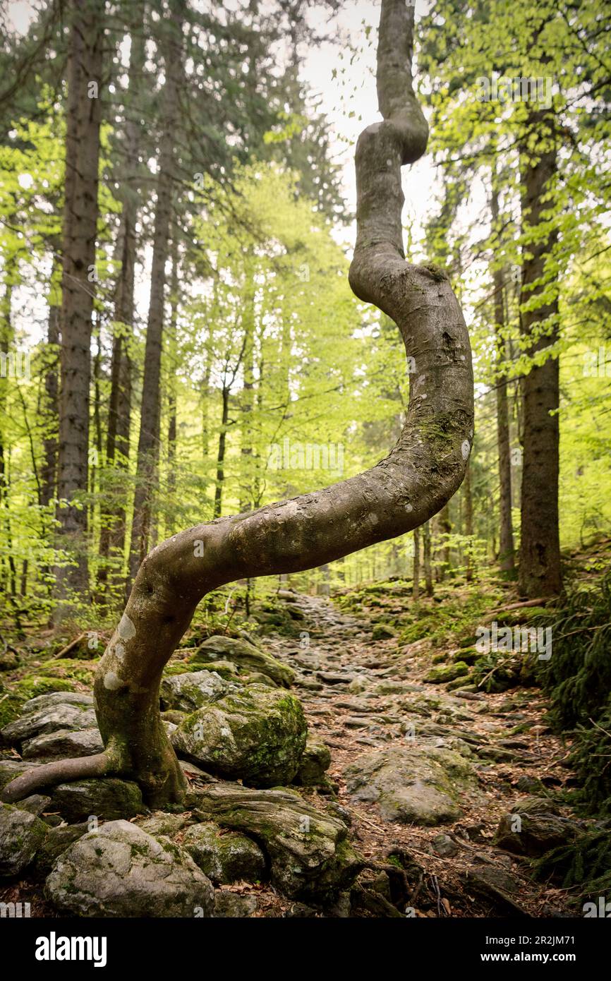 Tronc d'arbre à crosse unique dans la forêt primitive "Höllbachgsprreng" (massif rocheux boisé sous le Großer Falkenstein), Forêt bavaroise N Banque D'Images