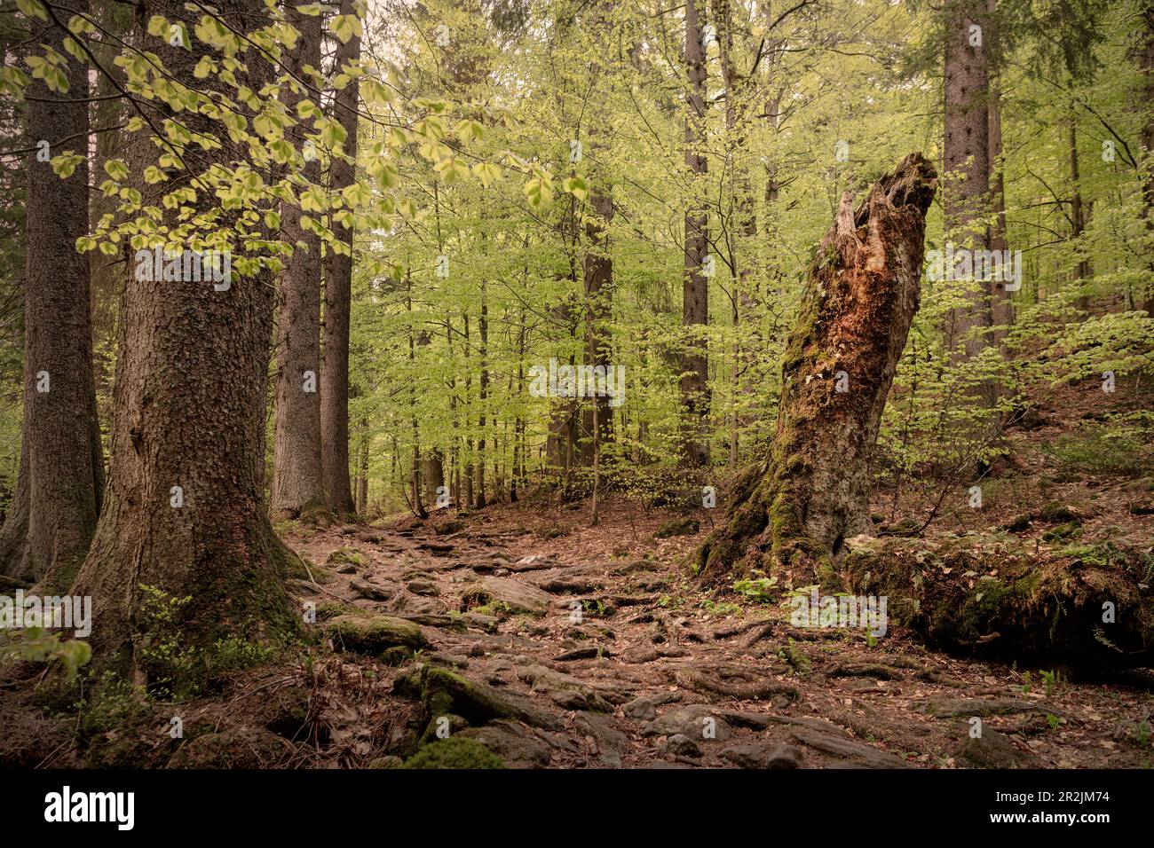 Zone de la forêt primitive "Höllbachgsprreng" (massif rocheux boisé sous le Großer Falkenstein), Parc national de la forêt bavaroise, quartier de Regen, Low Banque D'Images