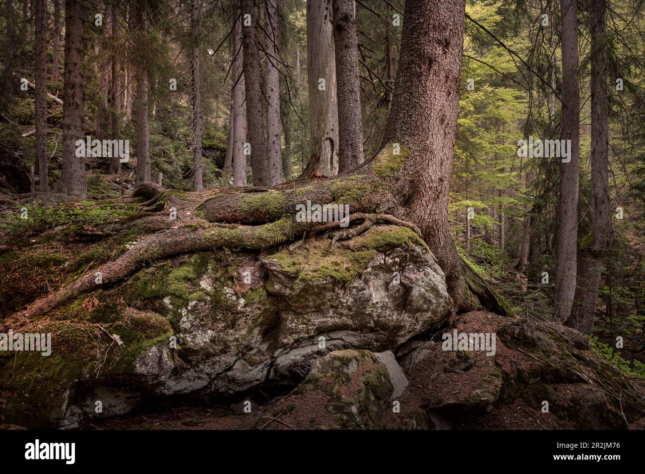 Des arbres s'enroulent autour de la roche dans la jungle "Höllbachgsprreng" (massif rocheux boisé sous le Großer Falkenstein), parc national de la forêt bavaroise Banque D'Images