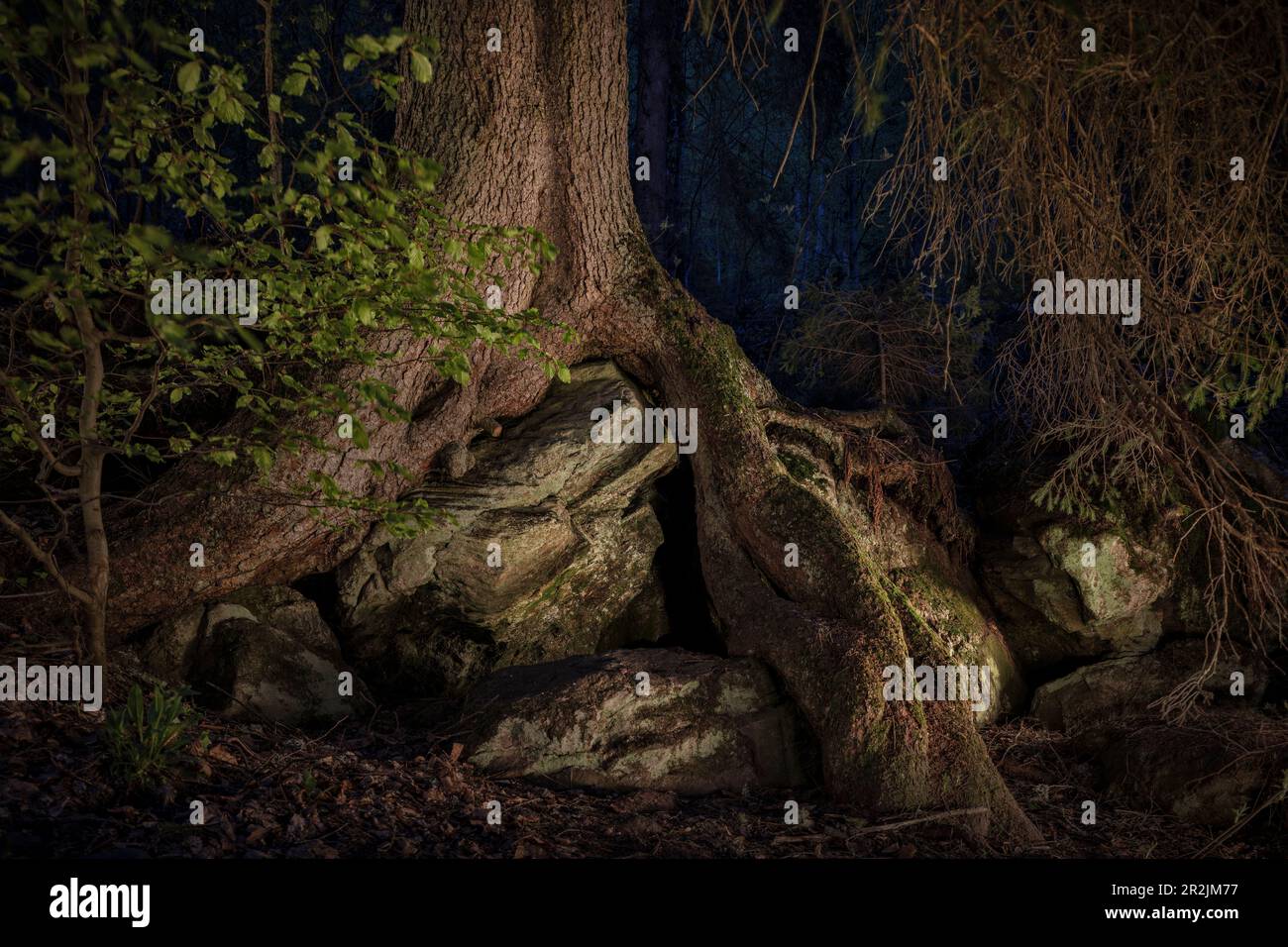Des arbres s'enroulent autour de la roche dans la jungle "Höllbachgsprreng" (massif rocheux boisé sous le Großer Falkenstein), parc national de la forêt bavaroise Banque D'Images