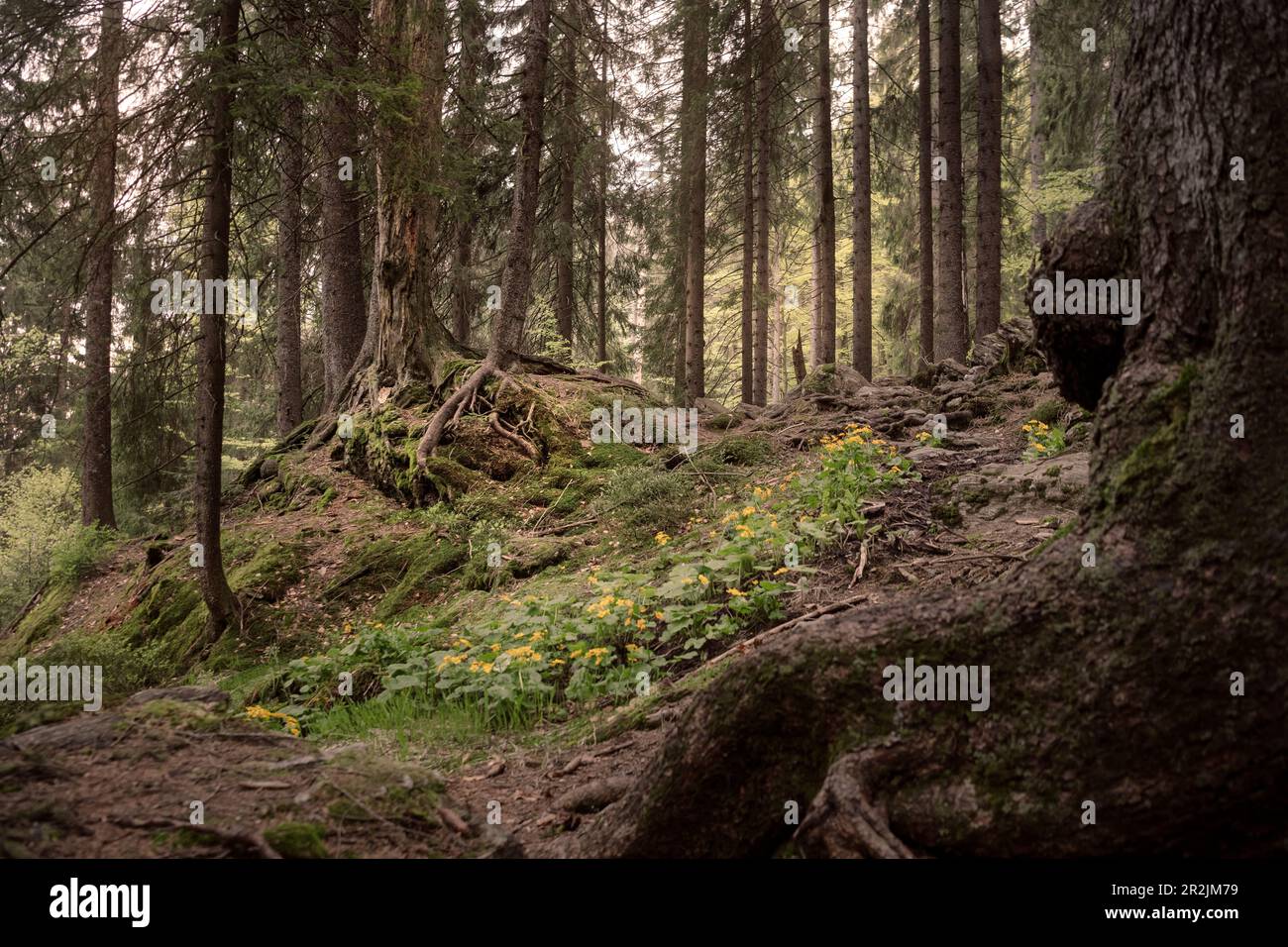 Zone de la forêt primitive "Höllbachgsprreng" (massif rocheux boisé sous le Großer Falkenstein), Parc national de la forêt bavaroise, quartier de Regen, Low Banque D'Images