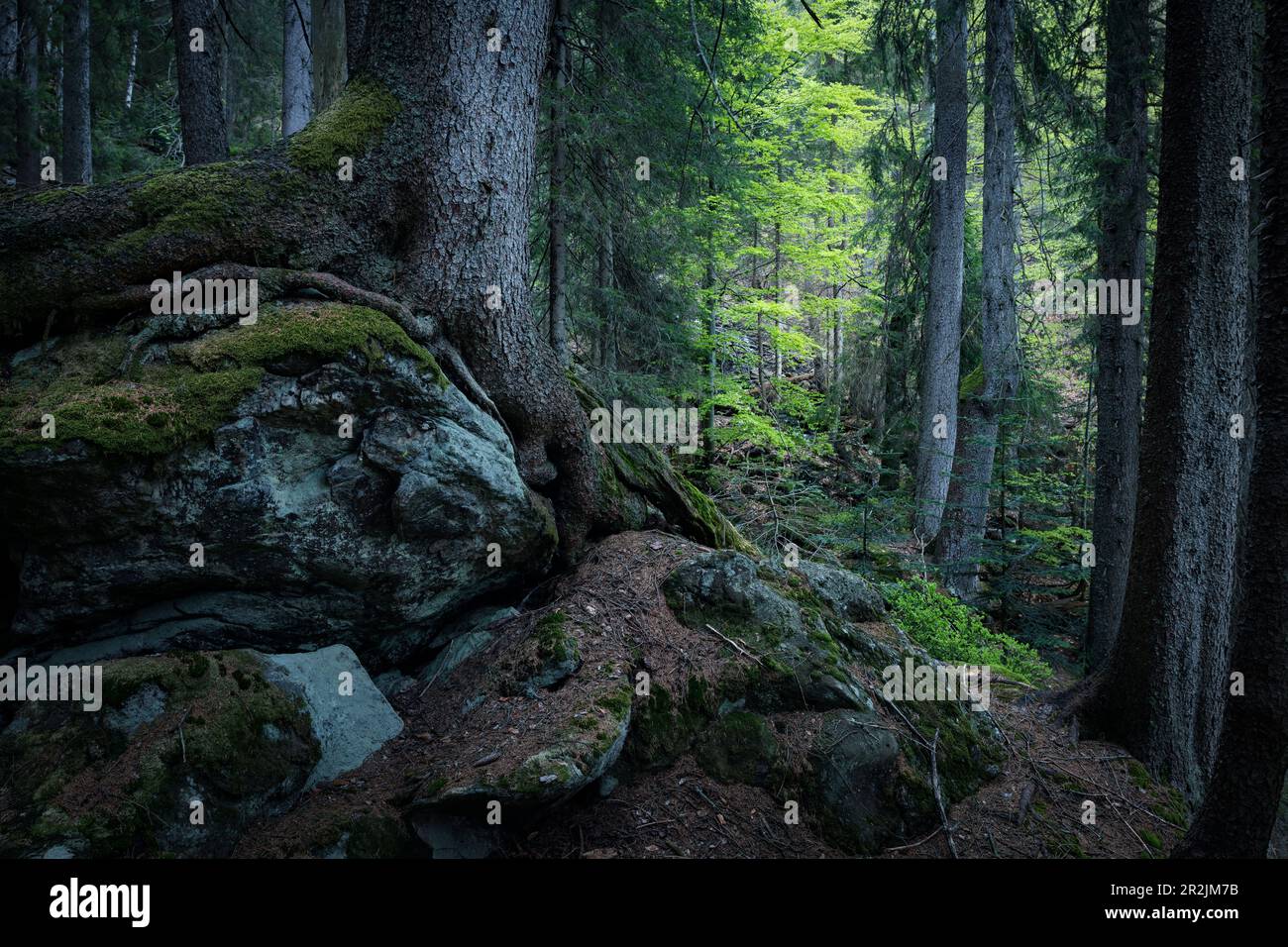 Des arbres s'enroulent autour de la roche dans la jungle "Höllbachgsprreng" (massif rocheux boisé sous le Großer Falkenstein), parc national de la forêt bavaroise Banque D'Images