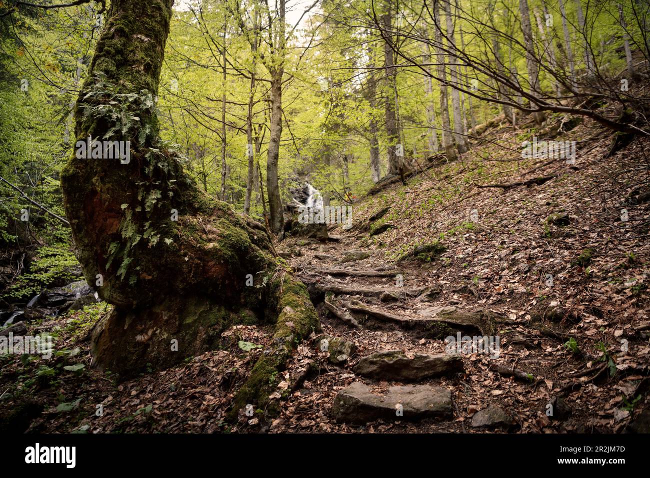 Escaliers vers la cascade dans la jungle "Höllbachgsprreng" (massif rocailleux boisé sous le Großer Falkenstein), Bavarian Forest National par Banque D'Images