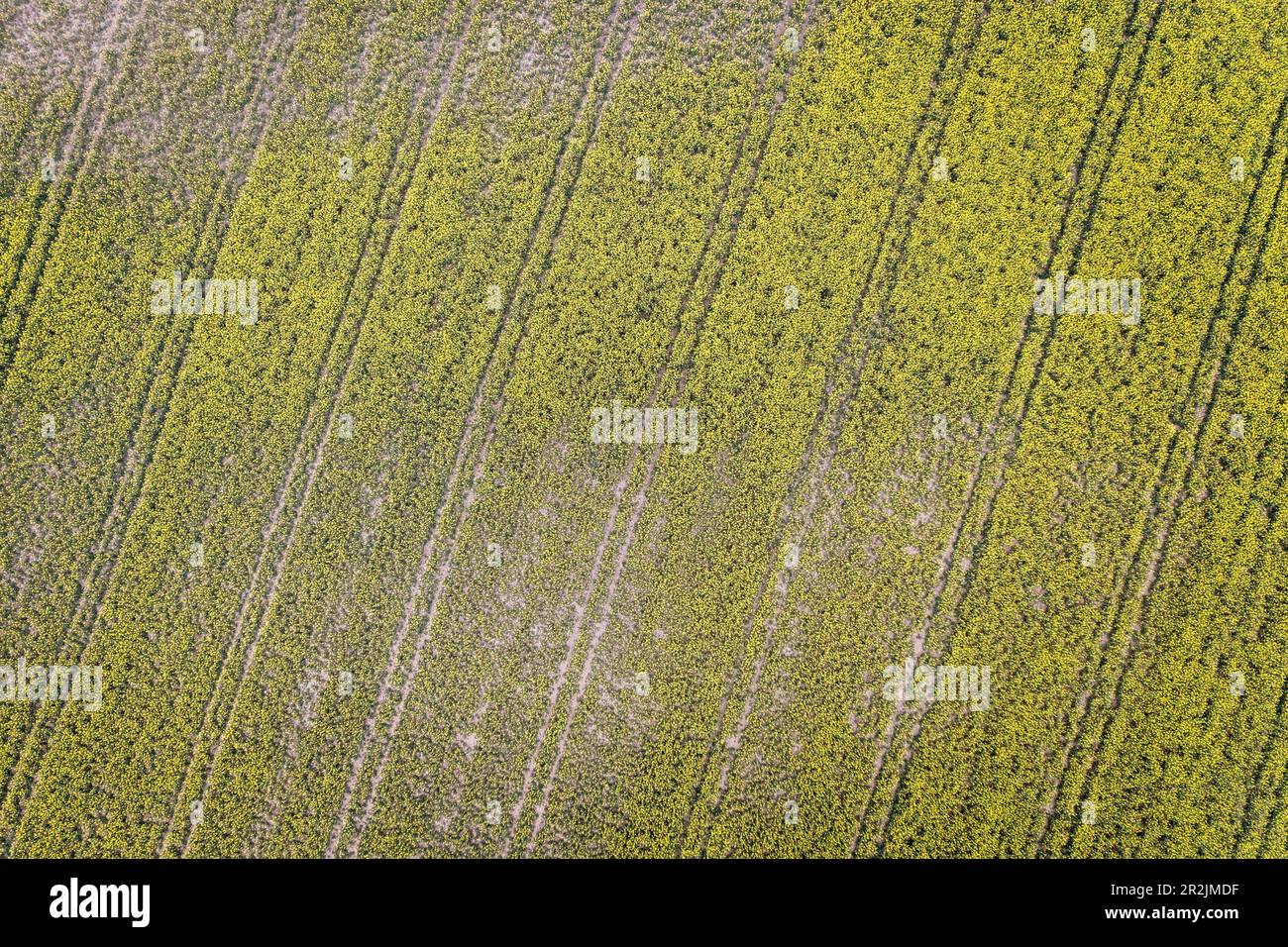 Tracteur agricole chenilles sur le terrain près de Langenau, Bade-Wurtemberg, Allemagne, photo aérienne Banque D'Images