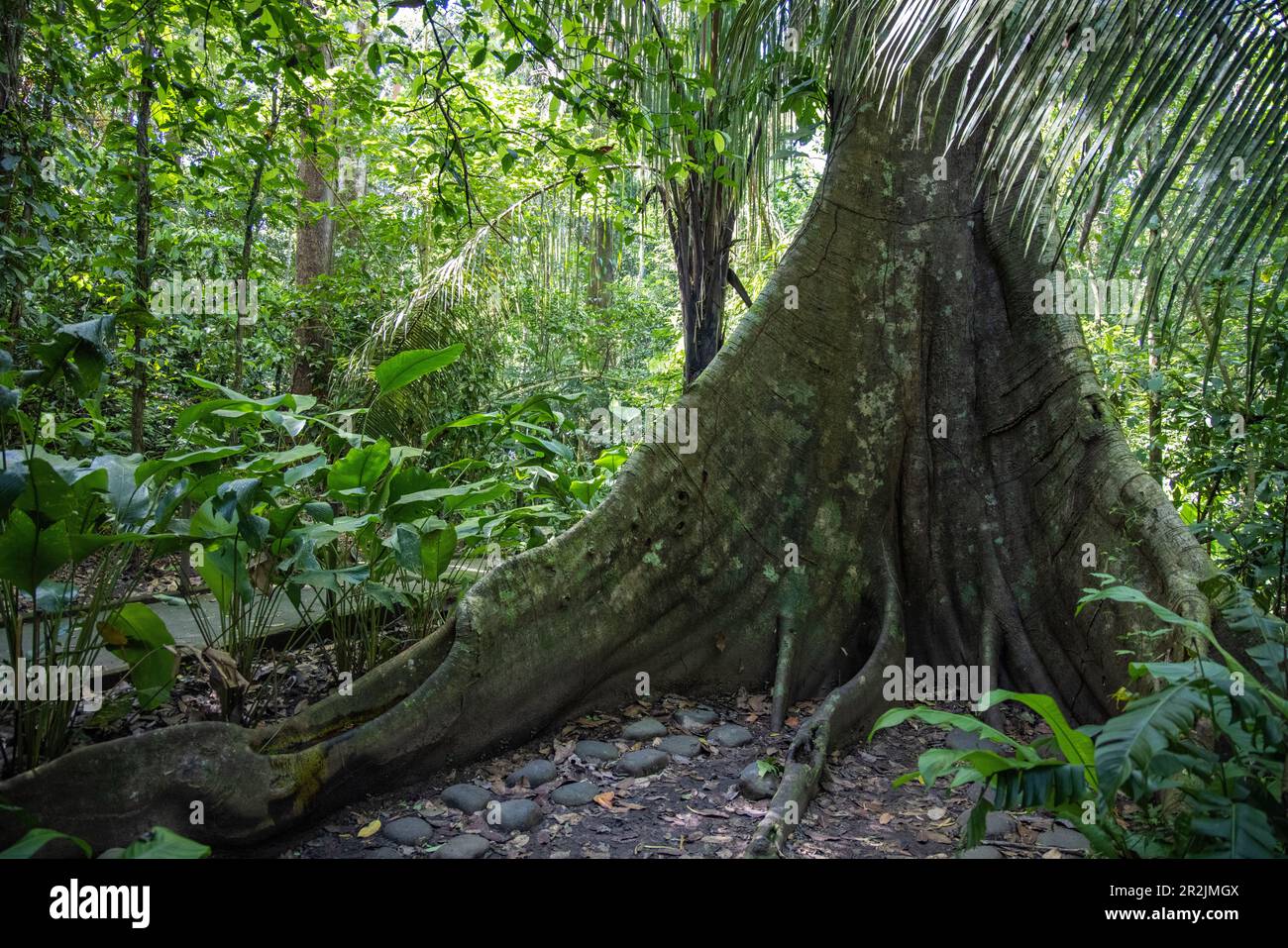 Immense arbre banyan dans la forêt tropicale du parc national de Carara, près de Tarcoles, Puntarenas, Costa Rica, Amérique centrale Banque D'Images