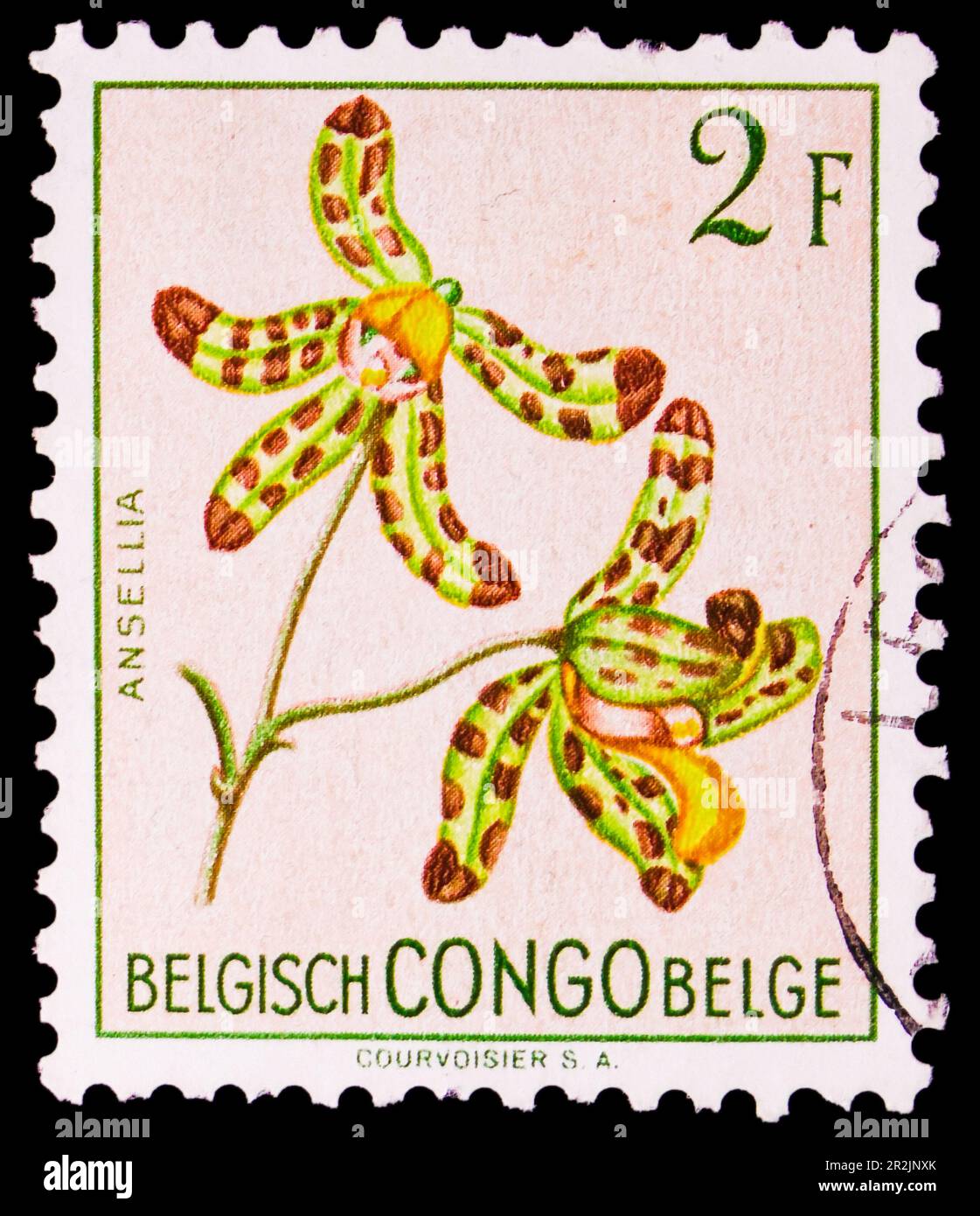 MOSCOU, RUSSIE - 18 MAI 2023 : le timbre-poste imprimé au Congo montre Ansellia africana (syn.Ansellia gigantea), série de fleurs, vers 1952 Banque D'Images