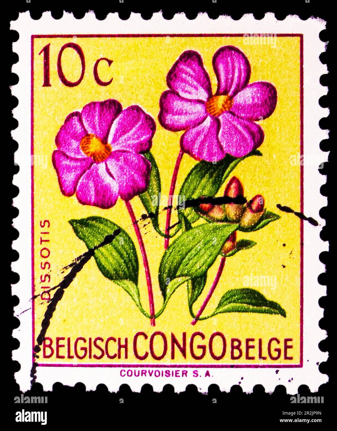 MOSCOU, RUSSIE - 18 MAI 2023: Timbre-poste imprimé au Congo montre Dissotis magifica, série de fleurs, vers 1952 Banque D'Images