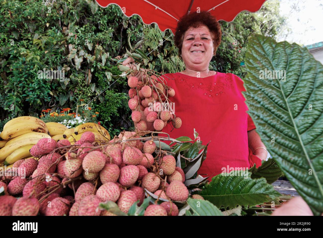 Femme vendant des litchis à un décrochage, La Plaine des Palmistes, La Réunion, océan Indien Banque D'Images