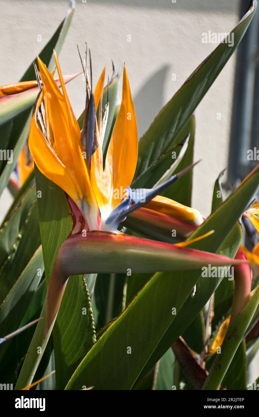 De belles plantes tropicales hawaïennes l'oiseau du Paradis fleurit au printemps Banque D'Images