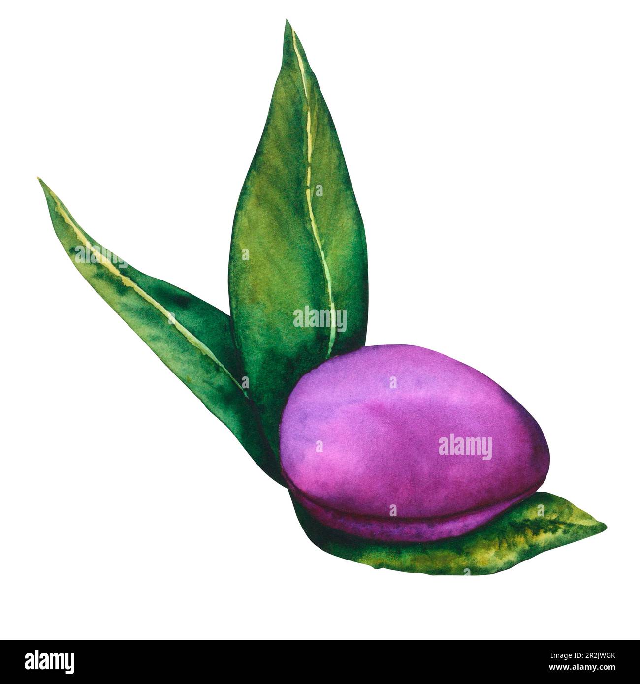 Noir hellebore. Fleur botanique aquarelle avec feuilles en noir et violet. Dessin à la main pour cartes, invitations, textiles et produits en papier Banque D'Images