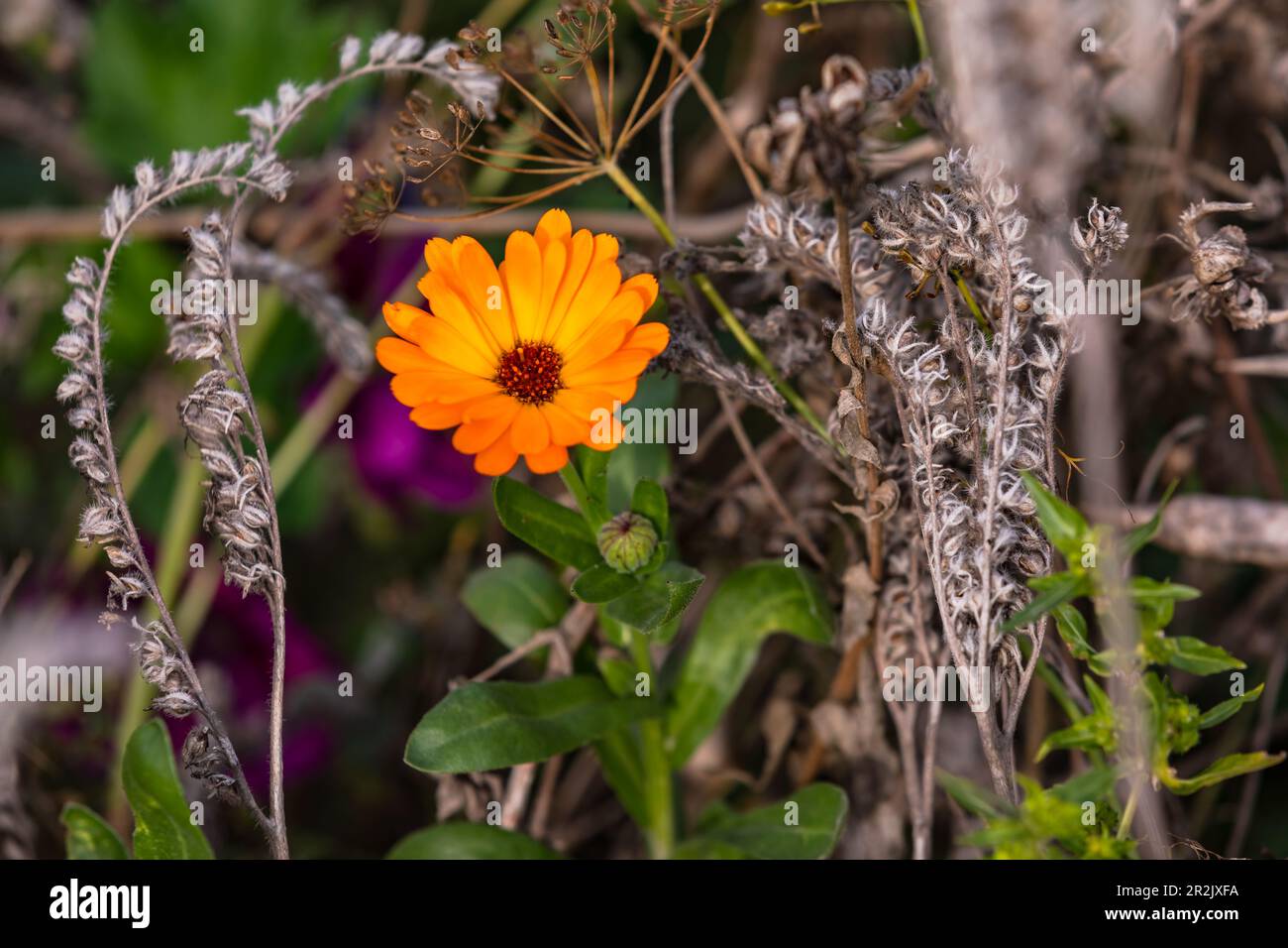 Un magnifique marigot aux pétales d'orange dans un pré de fleurs à Hesse, en Allemagne Banque D'Images