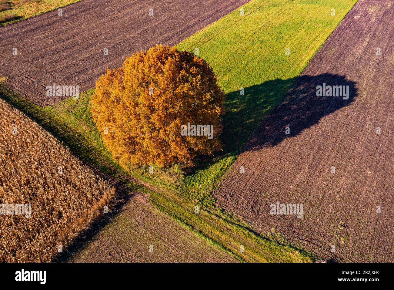 Un arbre proéminent forme une bande de fleurs entre un champ de maïs, un pré et divers champs Banque D'Images