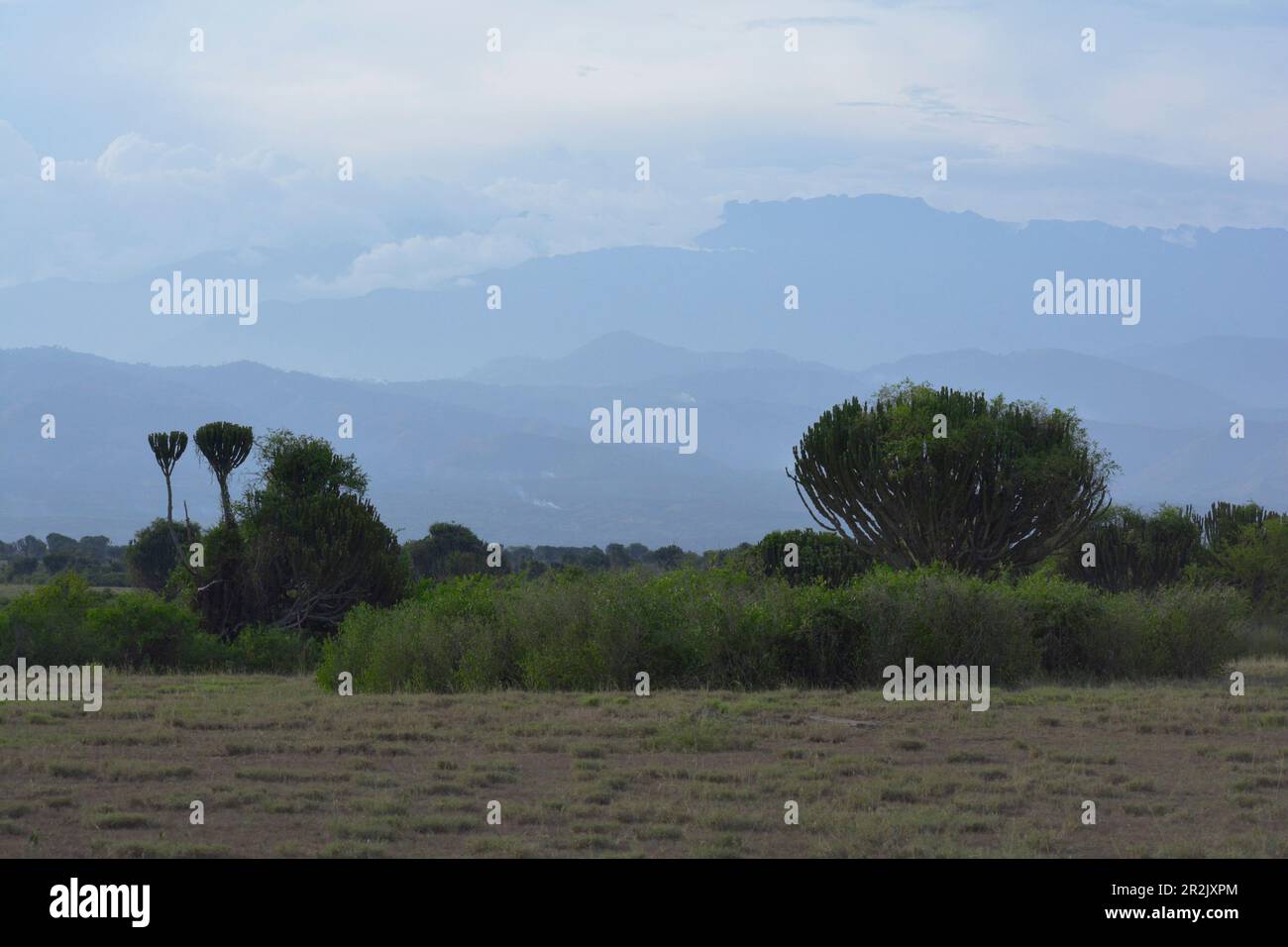 Ouganda; région de l'Ouest; Parc national de la Reine Elizabeth; savane boisée avec euphorie; en arrière-plan montagnes Ruwenzori Banque D'Images