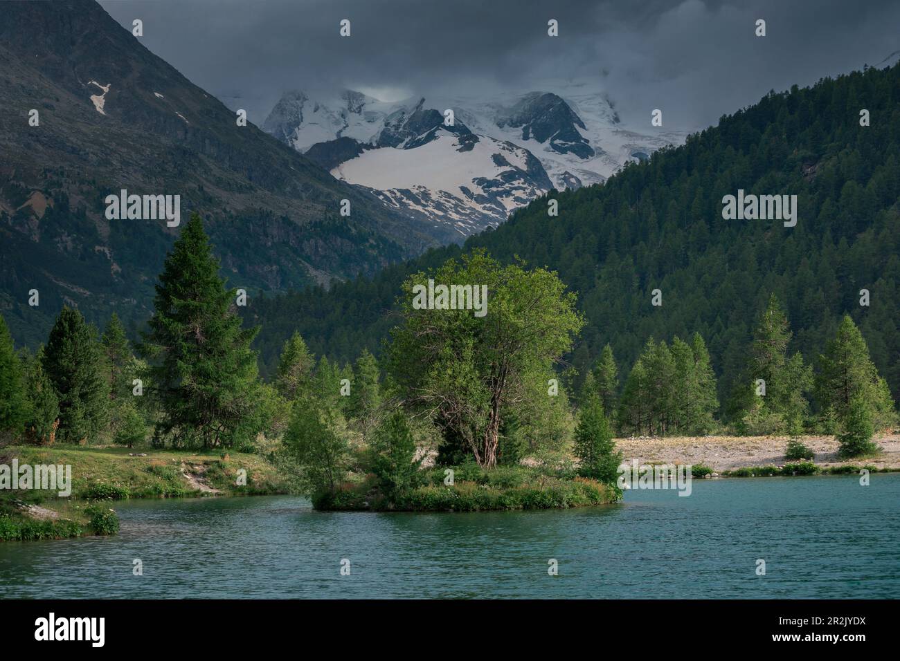 Lac de montagne avec arbre sur l'île en face des sommets enneigés du glacier Morteratsch dans l'Engadin dans les Alpes suisses Banque D'Images