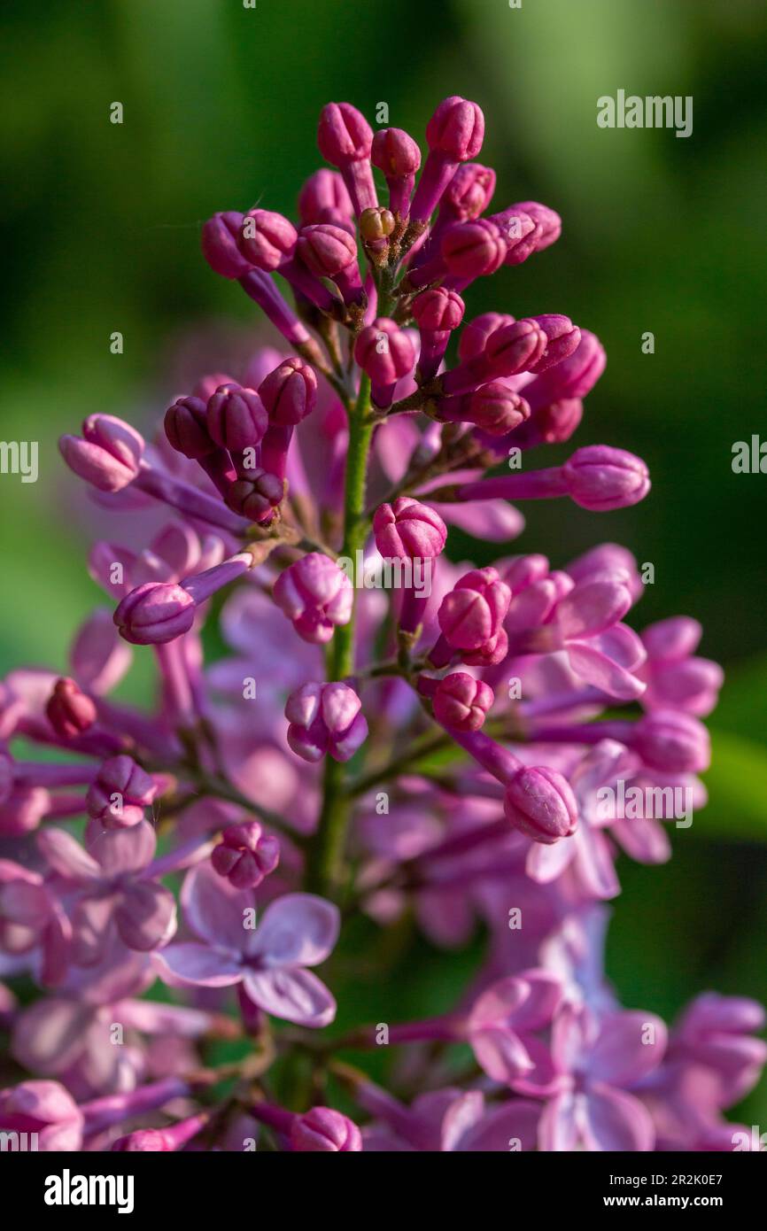 Macro texture arrière-plan des fleurs de lilas persan (syringa persica) amas de la lumière du soleil de faible angle Banque D'Images