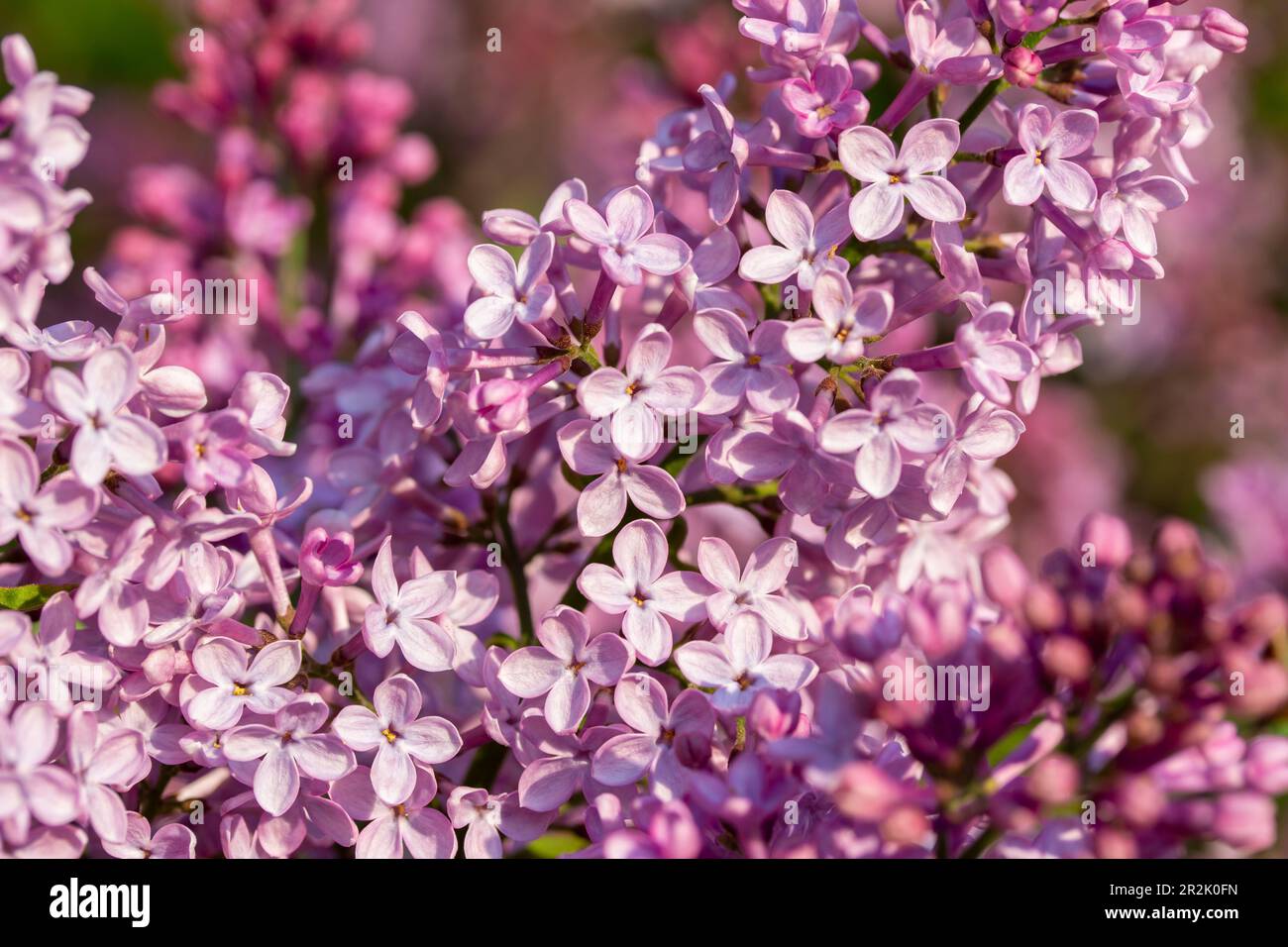 Macro texture arrière-plan des fleurs de lilas persan (syringa persica) amas de la lumière du soleil de faible angle Banque D'Images