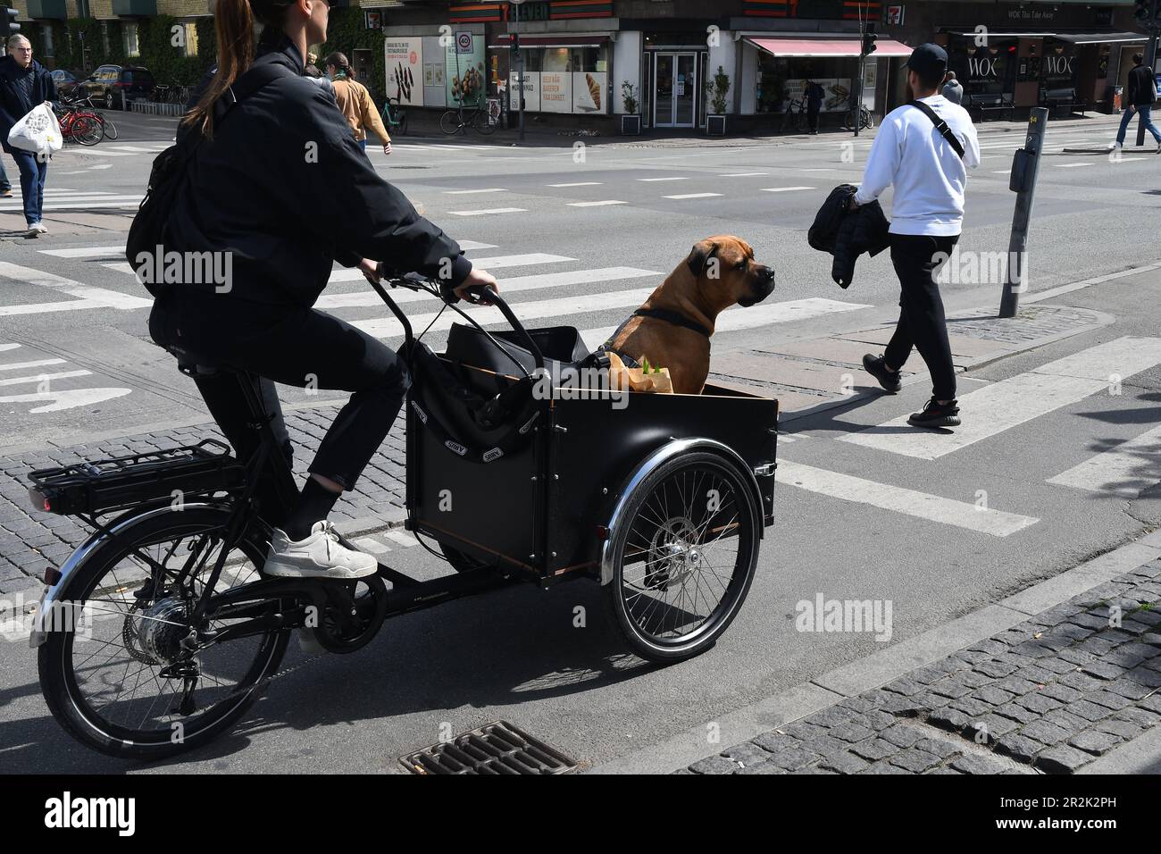 19 mai 2023/ Biker transporte un énorme chien par la capitale de trois vélos à roues Copenhague Danemark. (Photo.Francis Joseph Dean/Dean Pictures) Banque D'Images