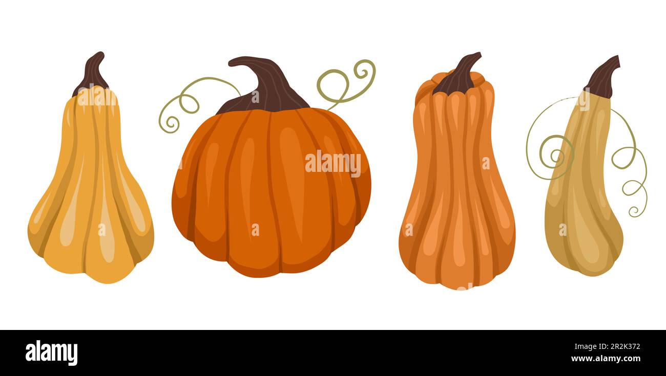 Ensemble vectoriel de citrouilles isolées de l'arrière-plan. Récolte d'automne. Légumes du jardin pour les autocollants, les cartes postales et la sublimation. Illustration de Vecteur
