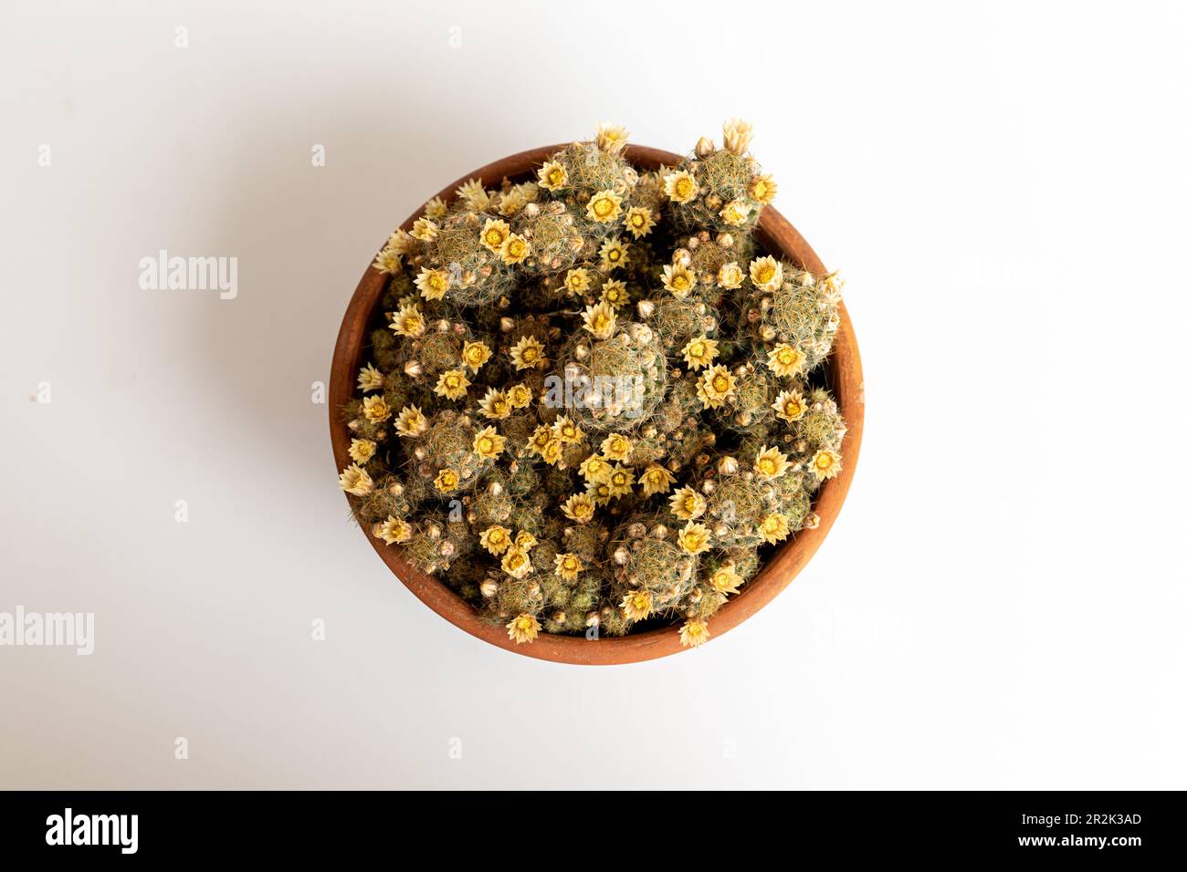 Mammillaria Prolifera cactus dans un pot avec de belles fleurs jaunes vue de dessus Banque D'Images