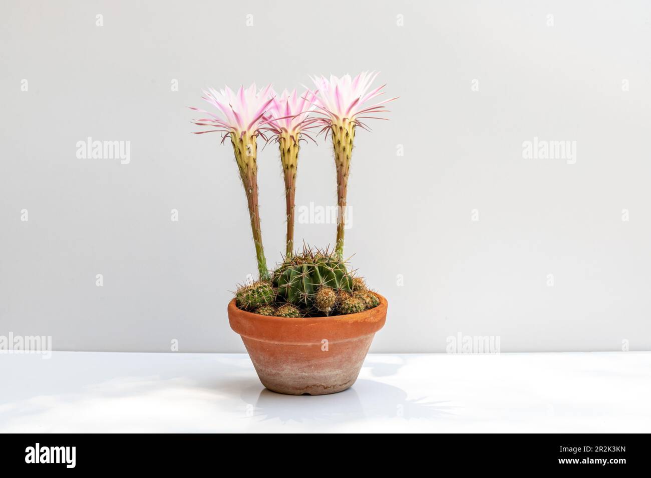 Cactus hybride Echinopsis avec fleurs sur fond blanc isolé Banque D'Images