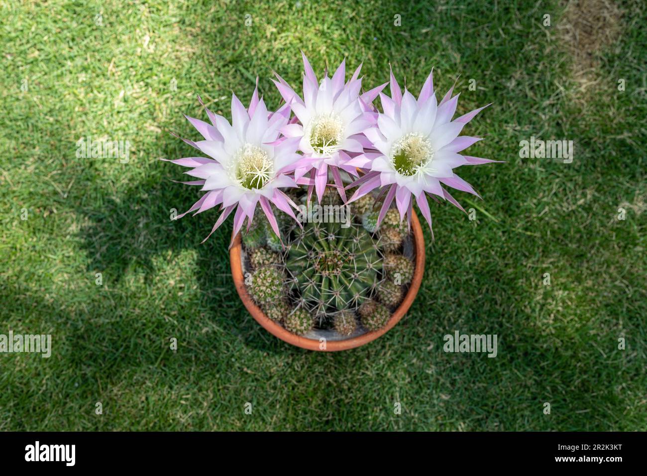 Echinopsis oxygona hybride en fleurs cactus vue grand angle Banque D'Images