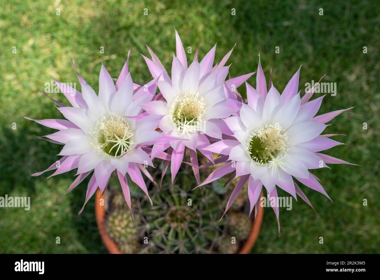 Belles fleurs d'echinopsis hybride cactus vue rapprochée Banque D'Images