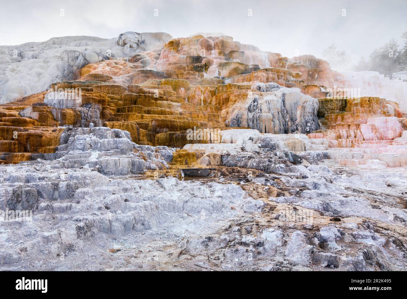 Les terrasses de Mammoth Hot Spring faites par le carbonate de calcium couvert par la fumée d'eau chaude, le Parc National de Yellowstone, Wyoming, USA. Banque D'Images