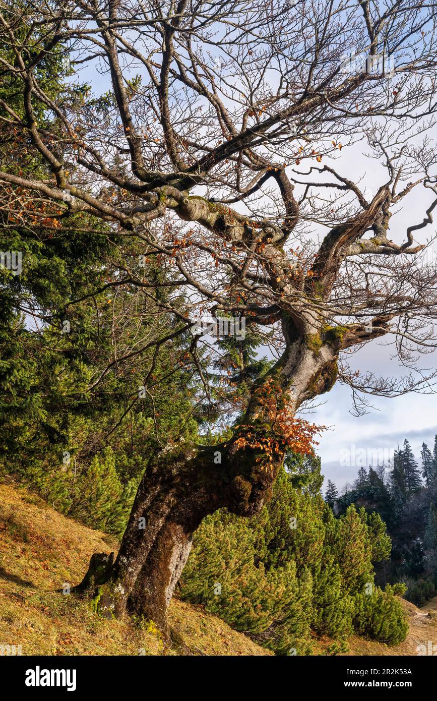 Vieux hêtre de montagne sur le chemin de Herzogstand, Bavière, Allemagne Banque D'Images