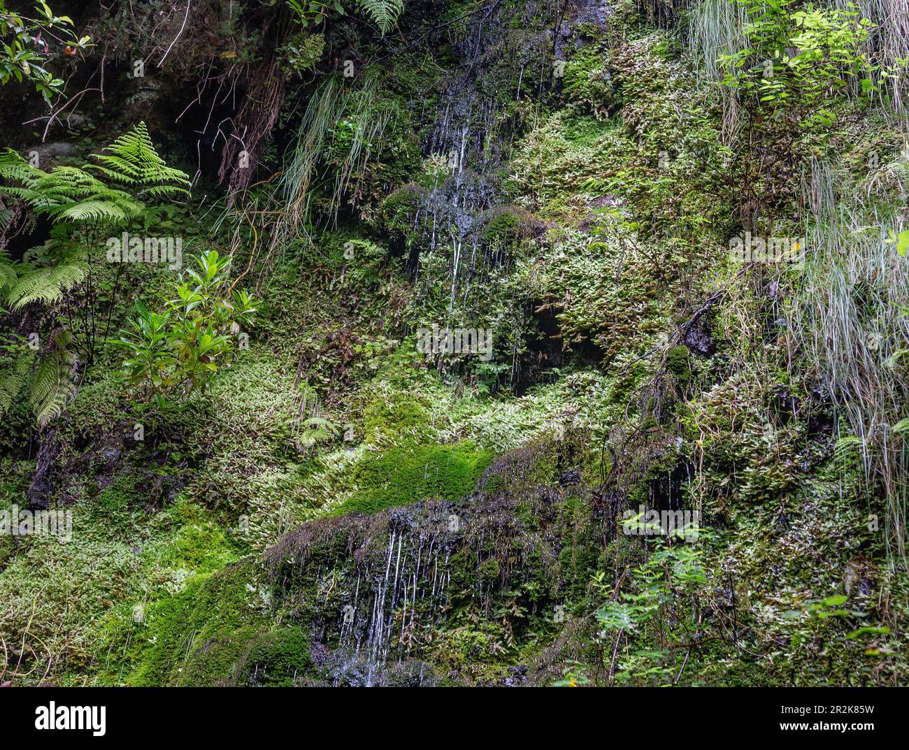 Levada do Furado; Ribeiro Frio; cascade, mousses Banque D'Images