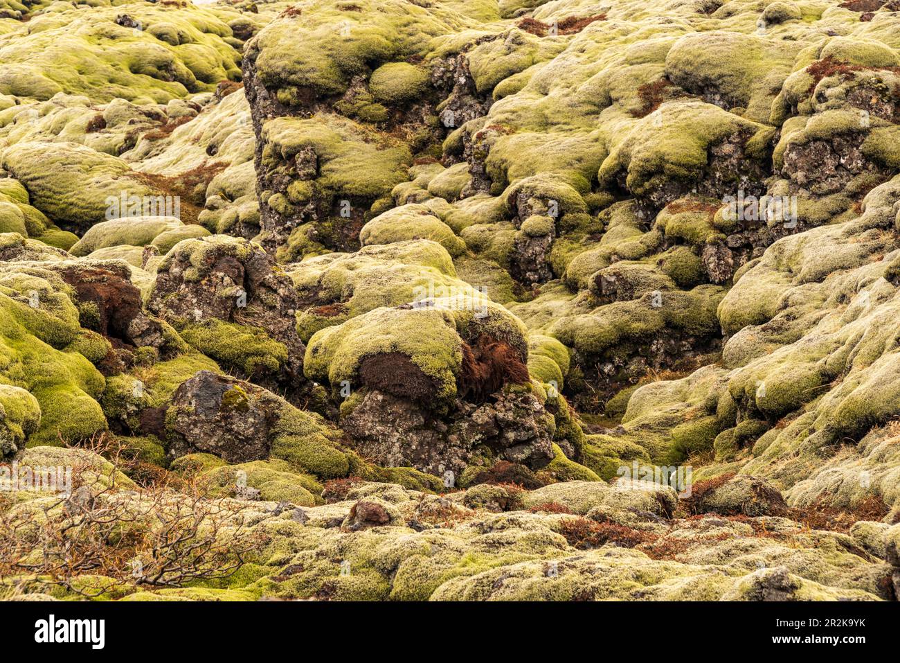 Plein cadre de rochers de lave couverts de mousse, les mousses islandaises formant une texture naturelle utile de fond, champ de lave d'Eldhraun, Islande Banque D'Images