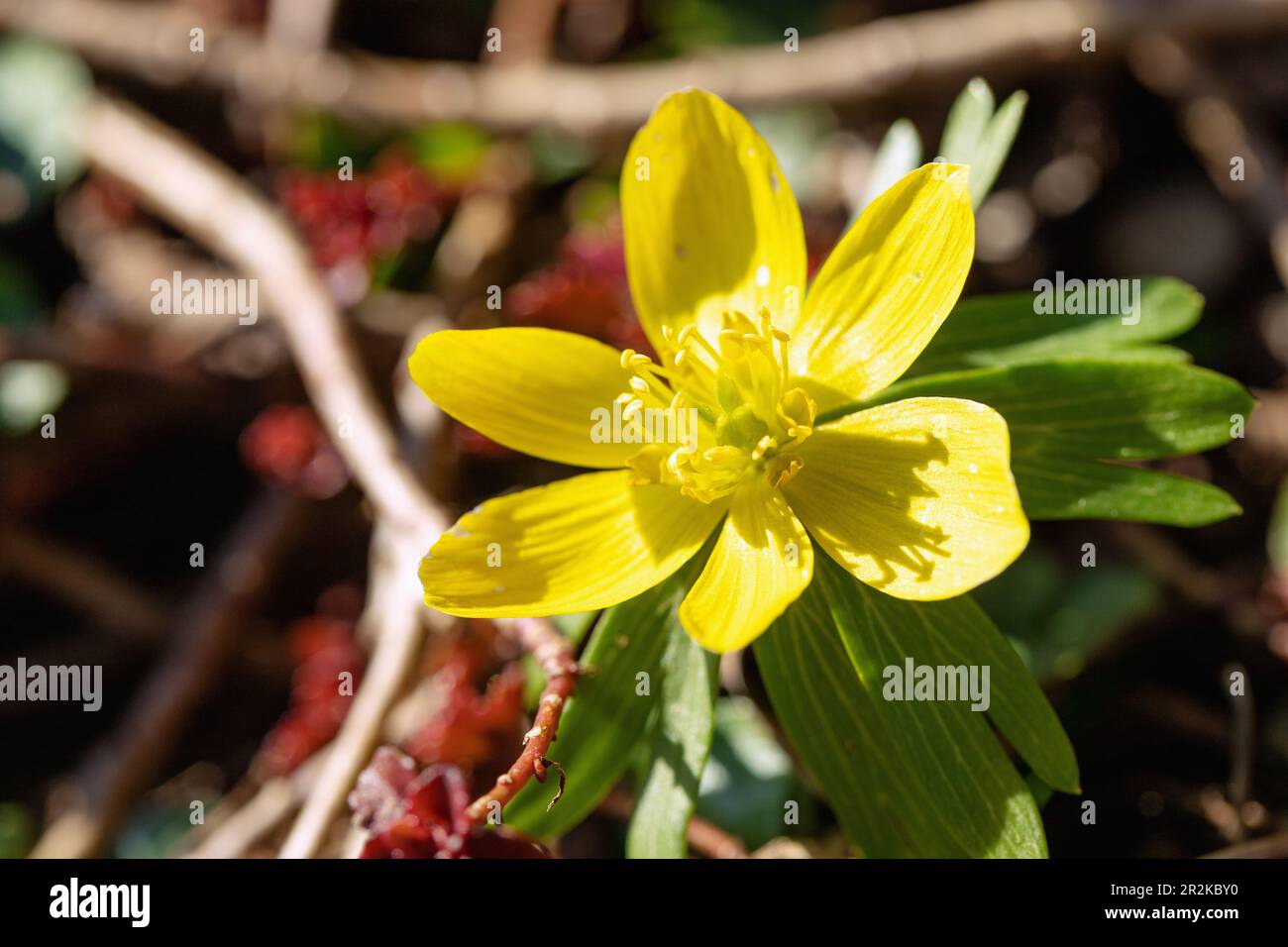 Floraison Winterling, Eranthis hyemalis Banque D'Images