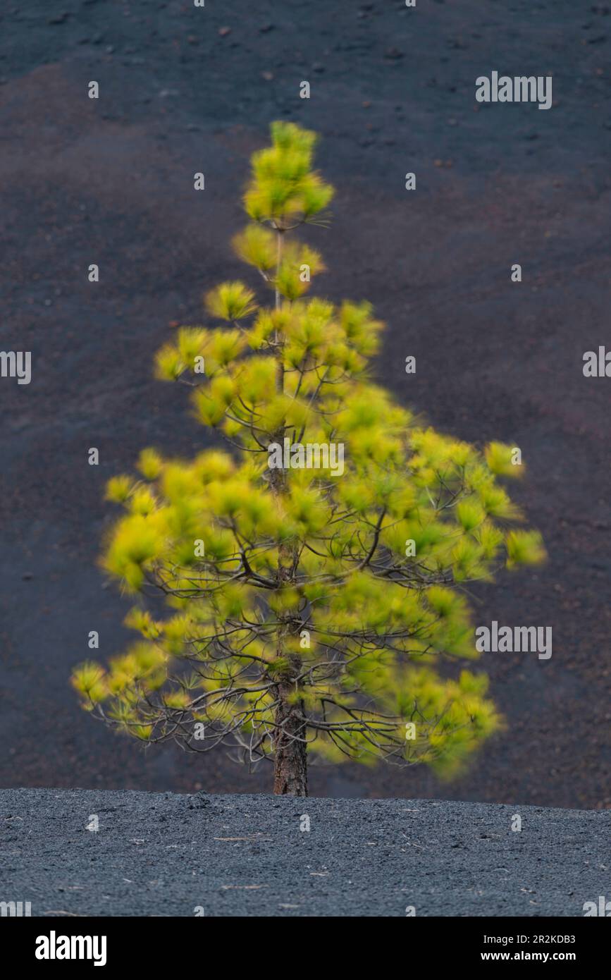 Canary Island Pine (Pinus canariensis) Arena Negras, parc national du Teide, Tenerife, Iles Canaries, Espagne, Europe Banque D'Images